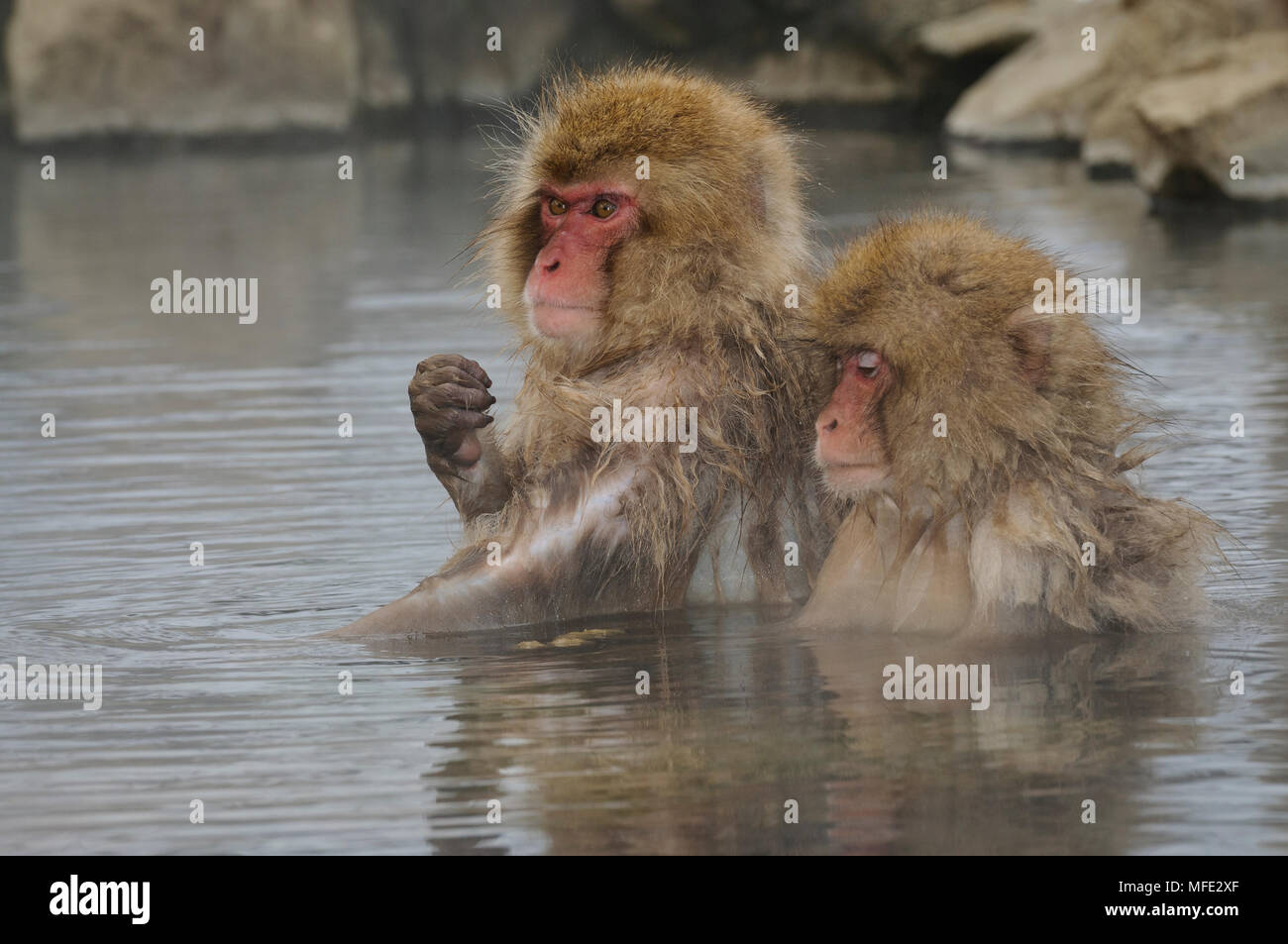 Neve Scimmia Macaco Giapponese In Piscina Termale Macaca Fuscata Giappone Foto Stock Alamy