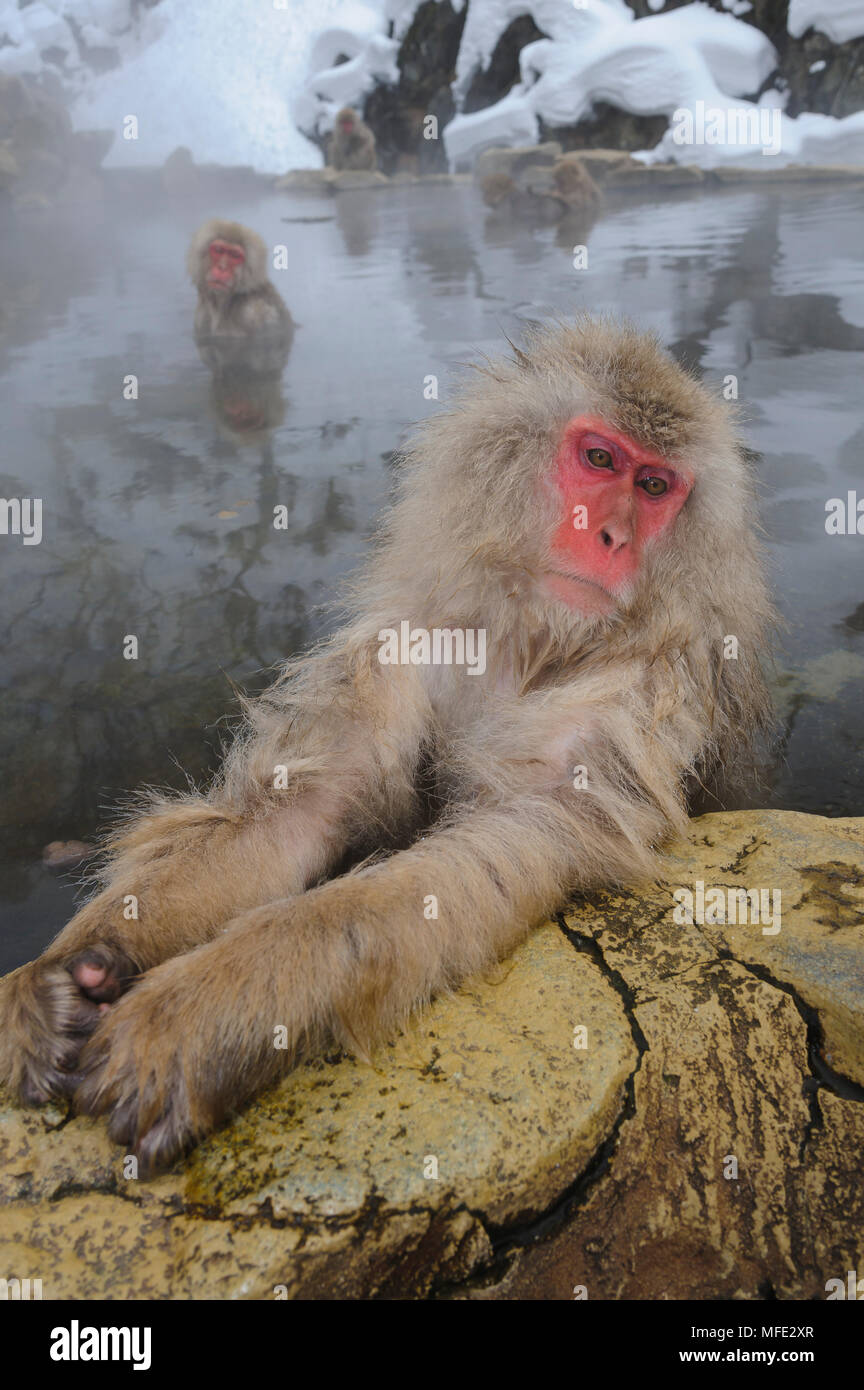 Neve (scimmia macaco giapponese) in piscina termale, Macaca fuscata; Giappone. Foto Stock