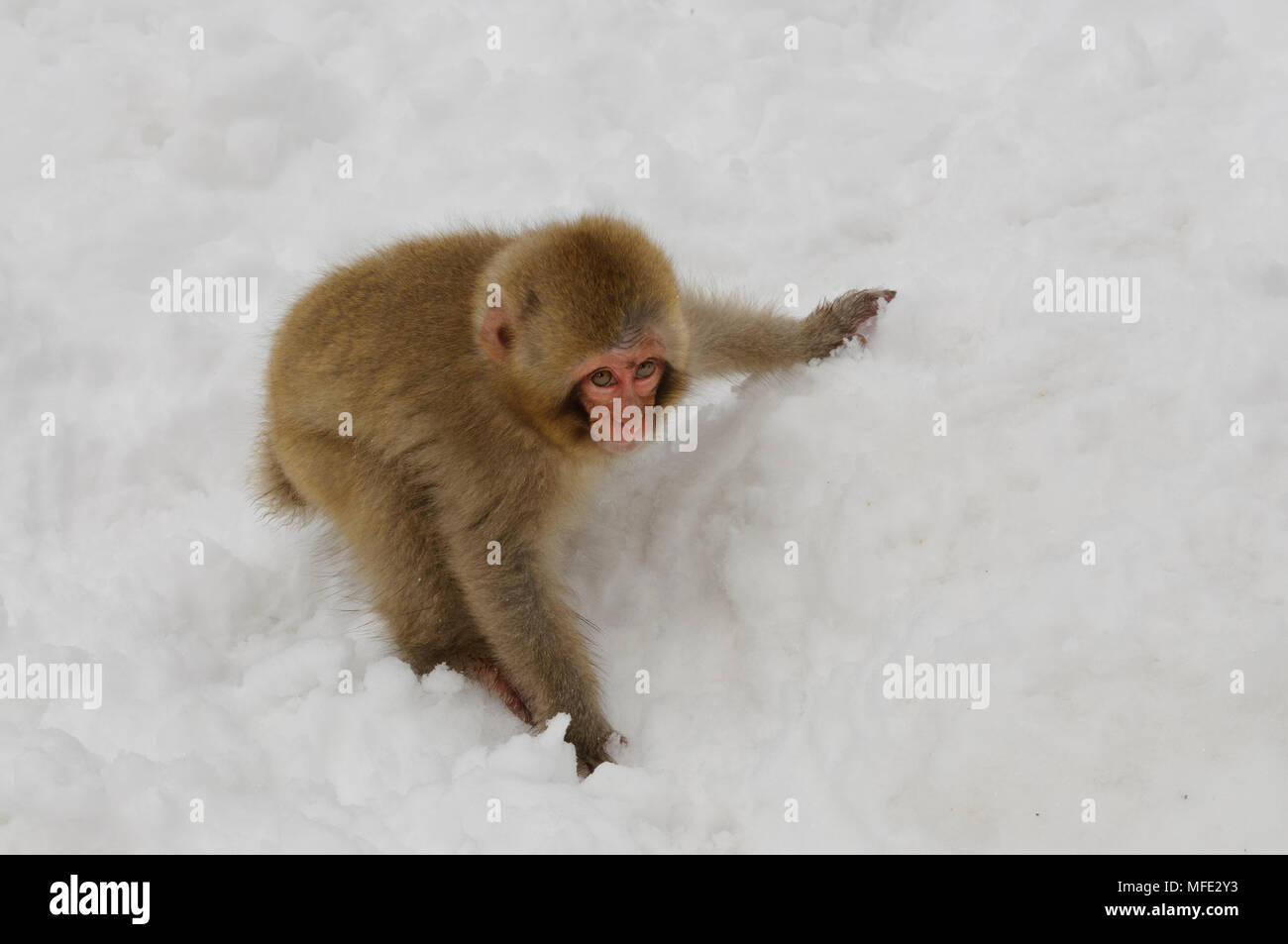 Giovani di neve (scimmia macaco giapponese), Macaca fuscata; Giappone. Foto Stock