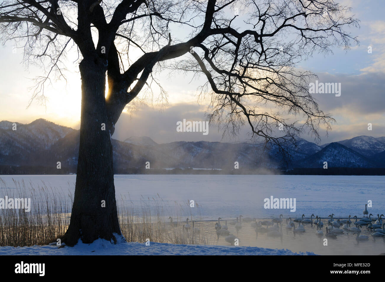 Lago ghiacciato di Kussharo whooper e cigni, Hokkaido, Giappone. Foto Stock