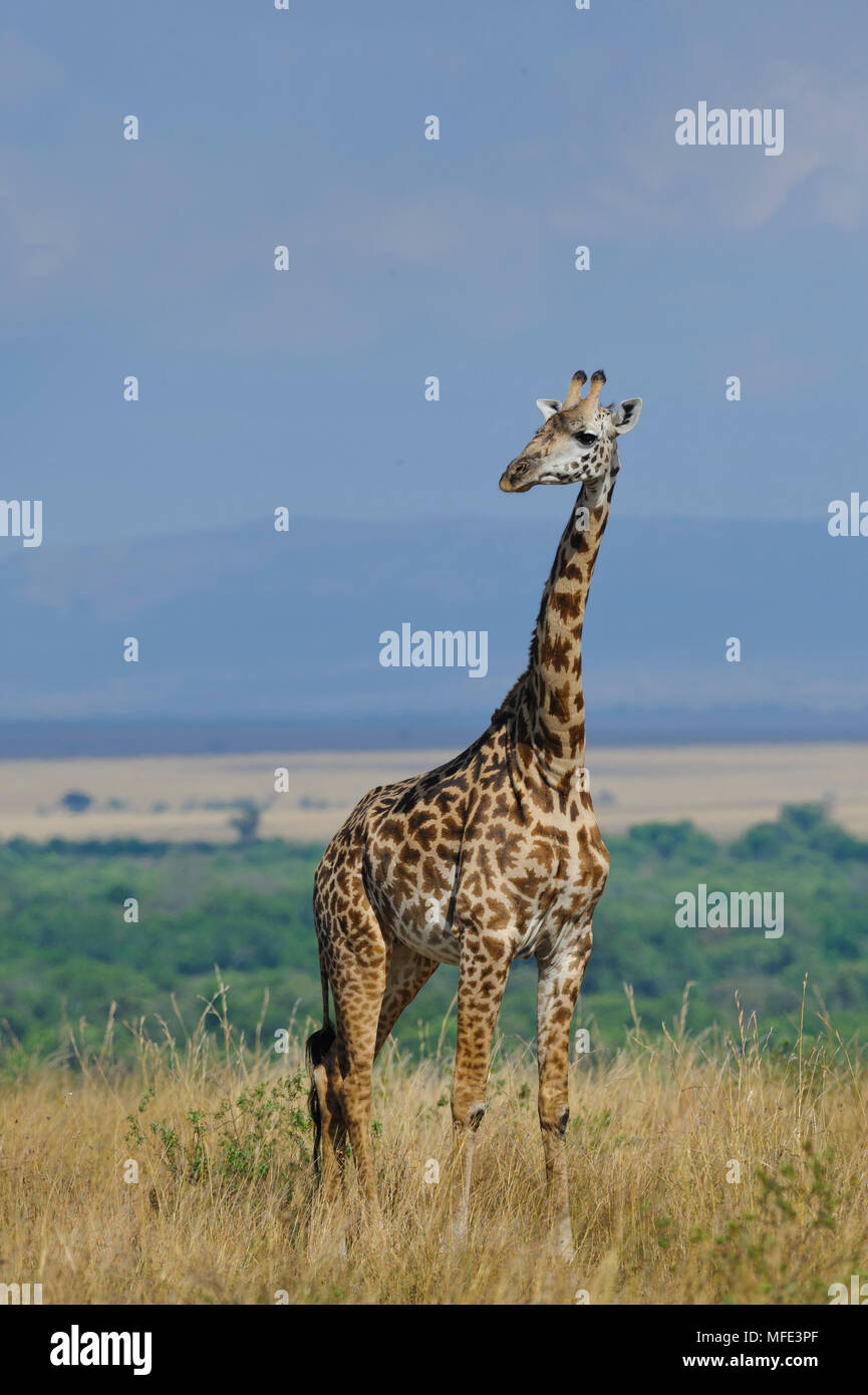 Giraffa comune, la giraffa camelopardalis; Masai Mara, Kenya. Foto Stock