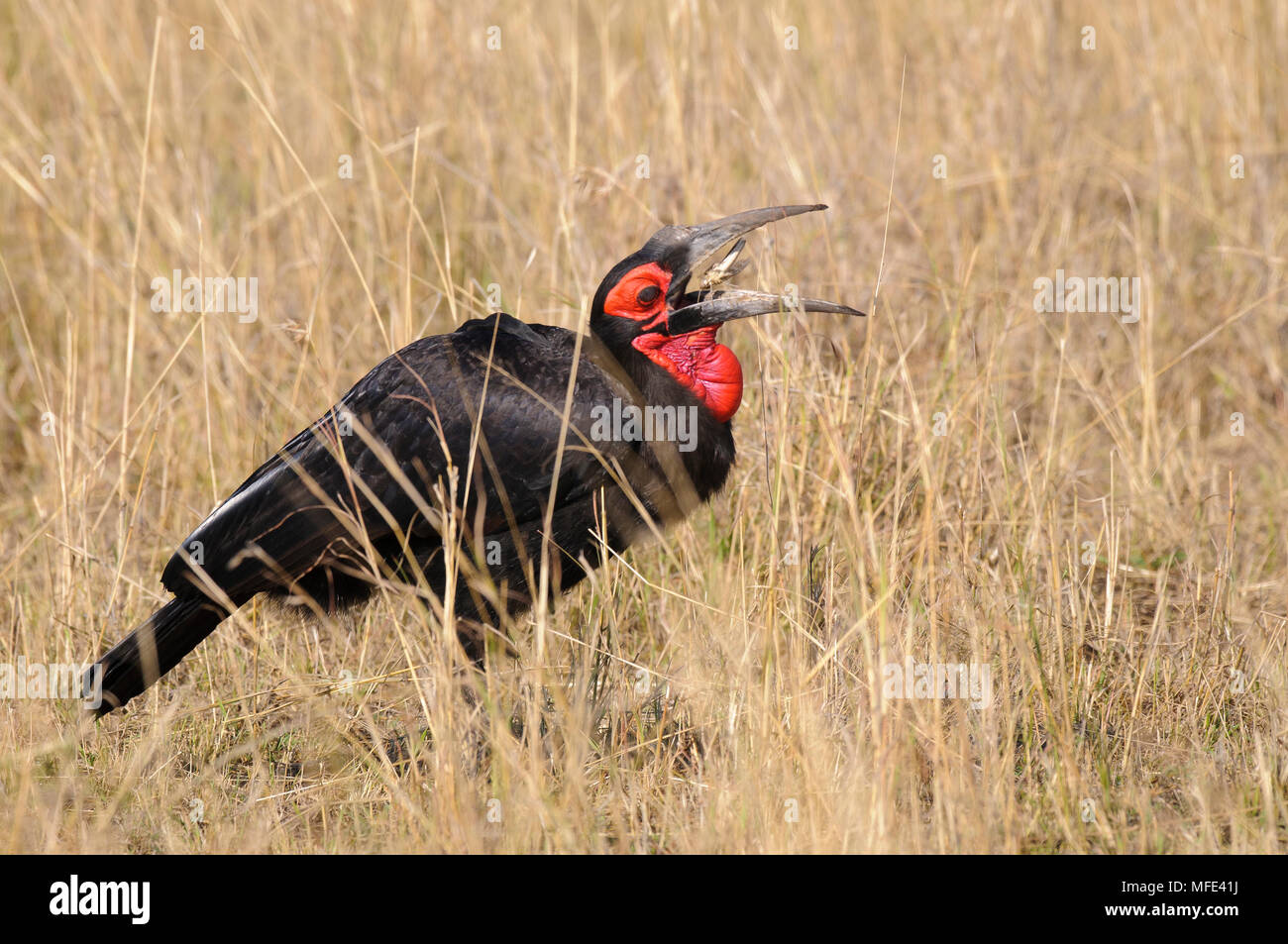 Massa hornbill cattura grasshopper, Tockus leadbeateri; Masai Mara, Kenya. Foto Stock