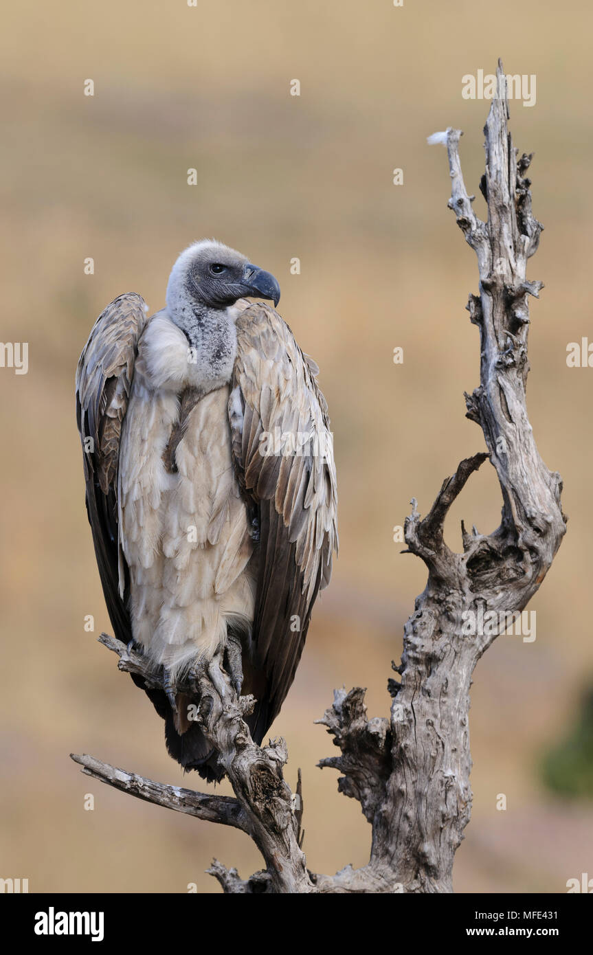 La Rueppell vulture (Rueppell's griffon), Gyps rueppellii; Masai Mara, Kenya. Foto Stock