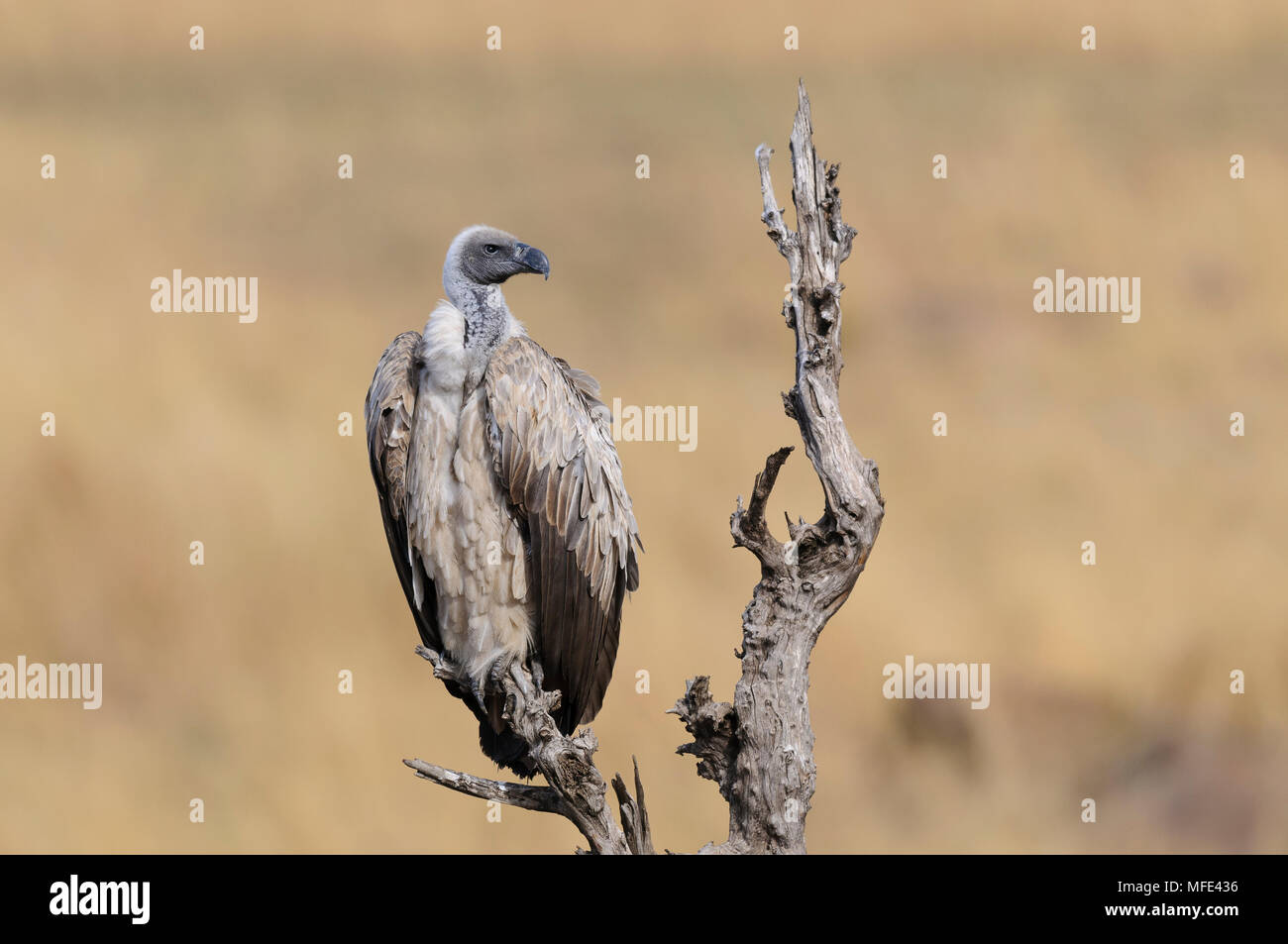 La Rueppell vulture (Rueppell's griffon), Gyps rueppellii; Masai Mara, Kenya. Foto Stock