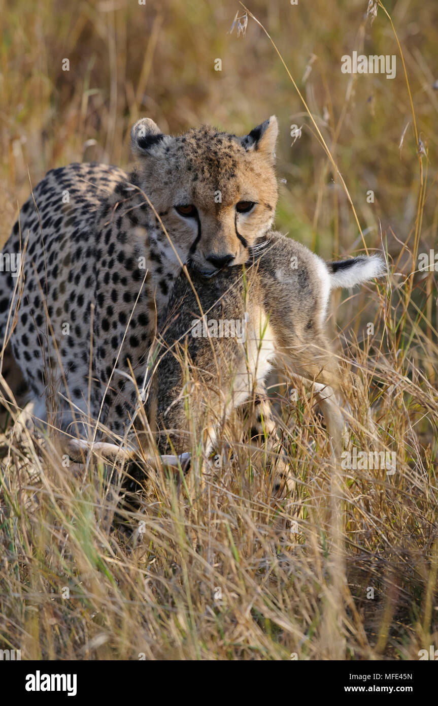 Cheetah portante lepre africana che ha appena pescato, Acinonyx jubatus; Masai Mara, Kenya. Foto Stock