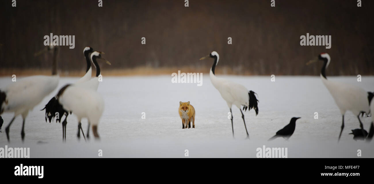 Un rosso giapponese fos, Vulpes vulpes japonica, passeggiate attraverso un gruppo di rosso-incoronato gru Grus japonensis; Hokkaido, Giappone. Foto Stock