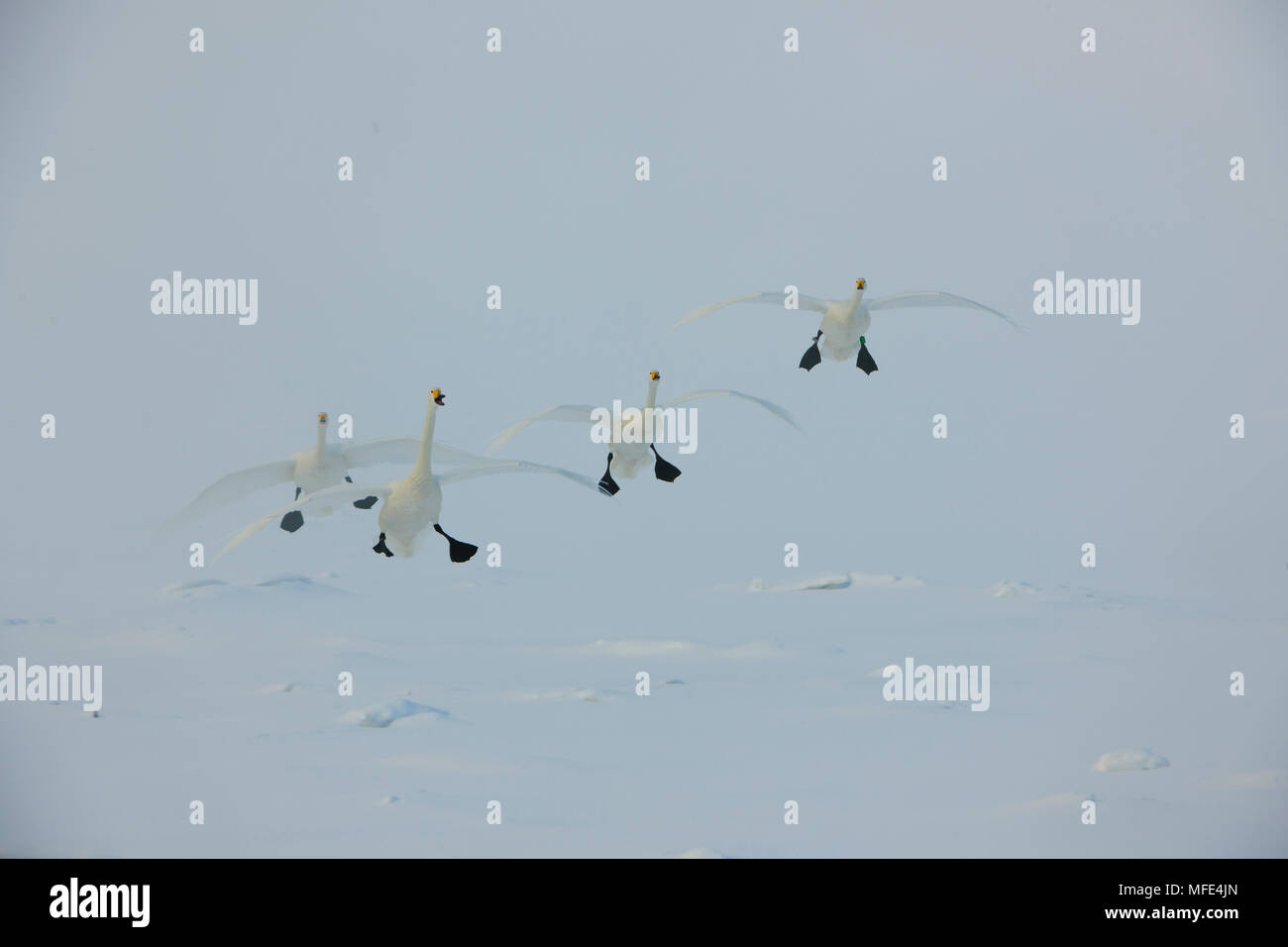 Whooper cigni, Cygnus cygnus; Lago di Kussharo, Hokkaido, Giappone. Foto Stock