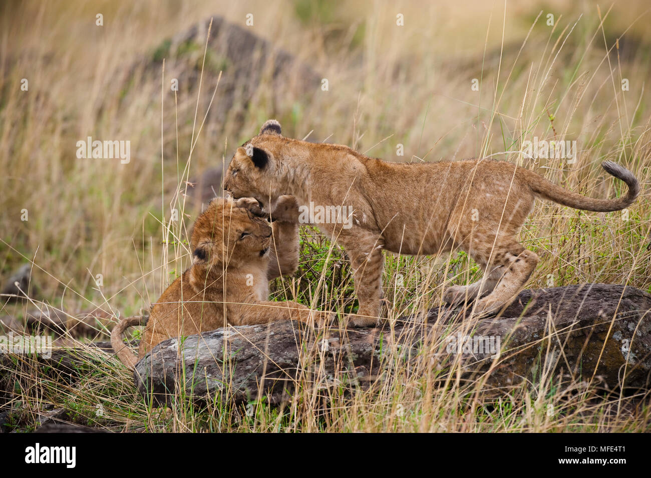 Due lion cubs giocare; Panthera leo; Masai Mara, Kenya. Foto Stock