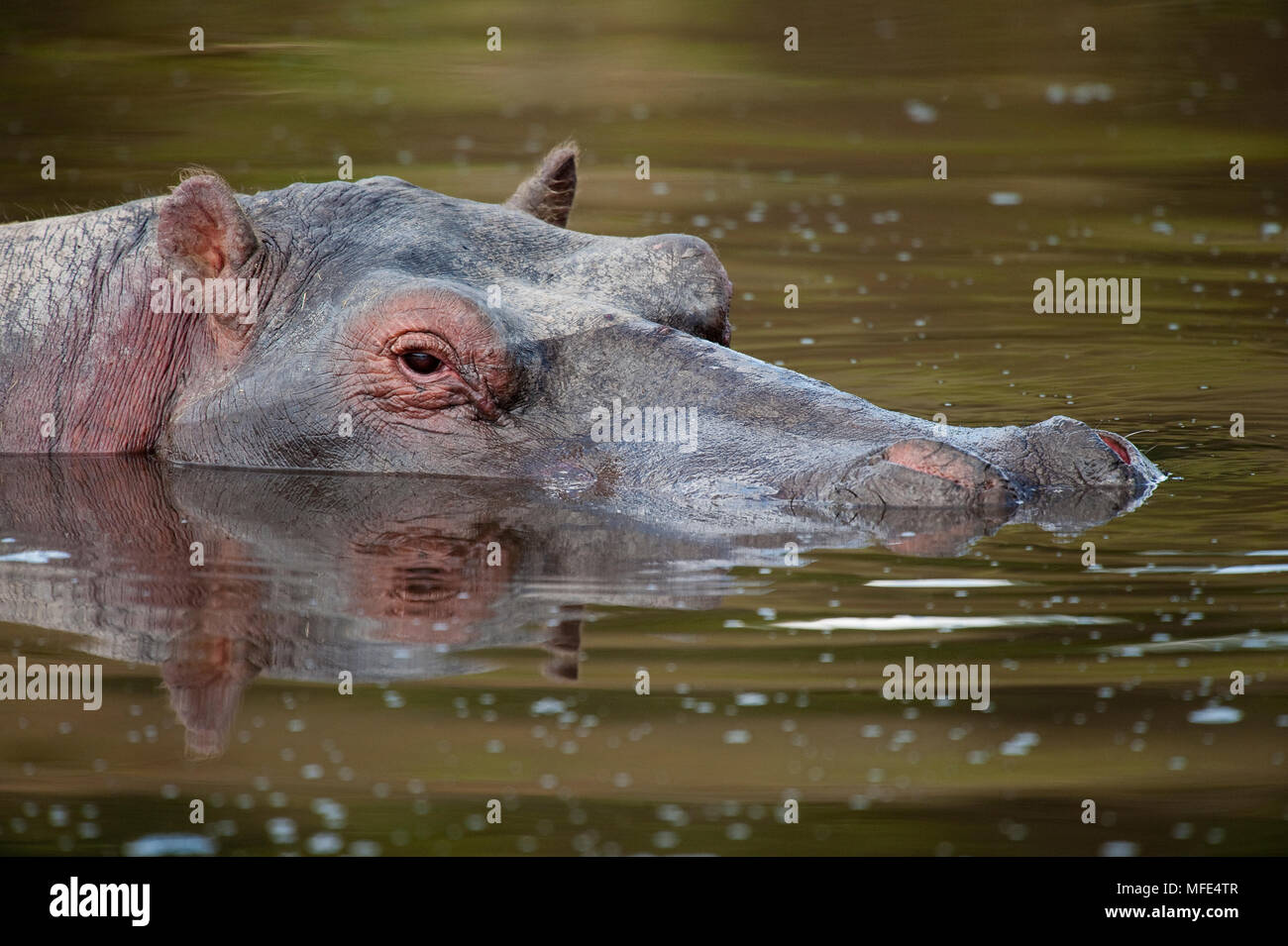 Un ippopotamo nel fiume Talik; Masai Mara, Kenya. Foto Stock