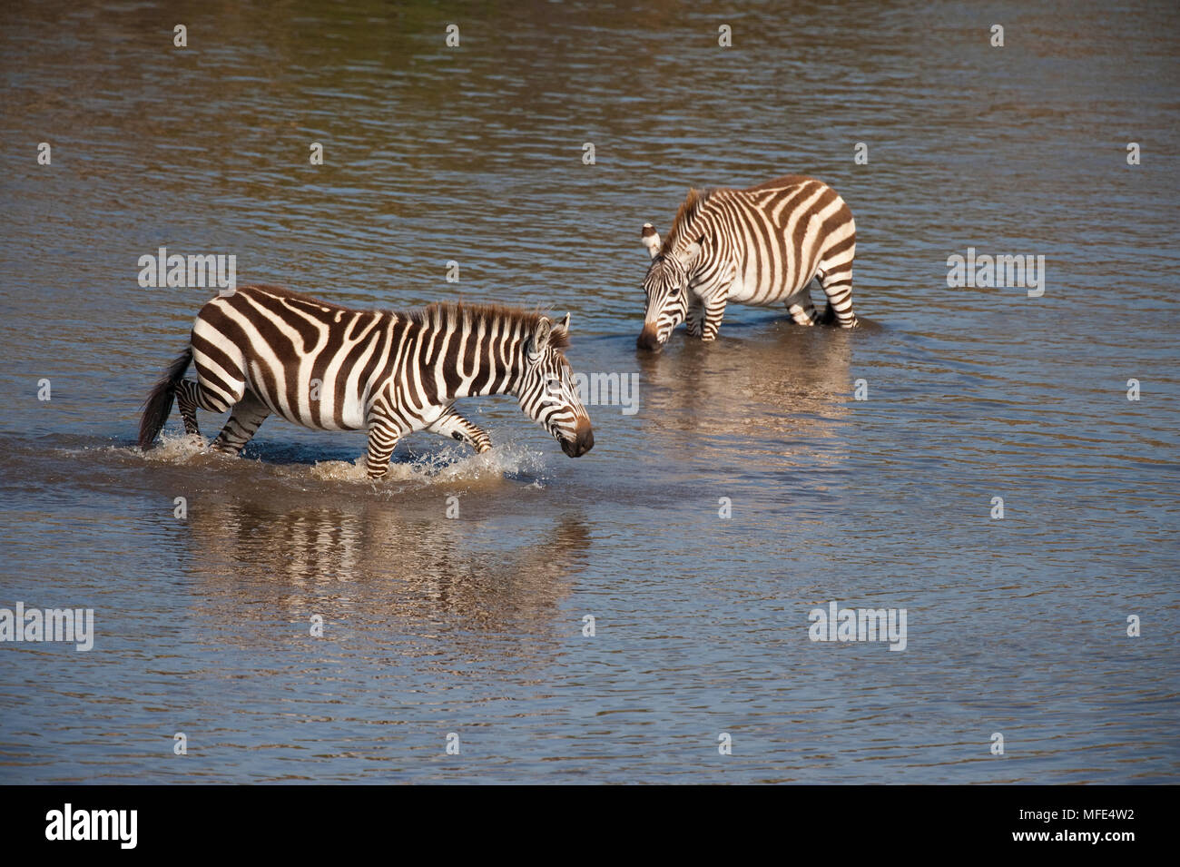 Zebra comune Attraversamento fiume Mara durante la migrazione; Equus burchelli; Masai Mara, Kenya. Foto Stock