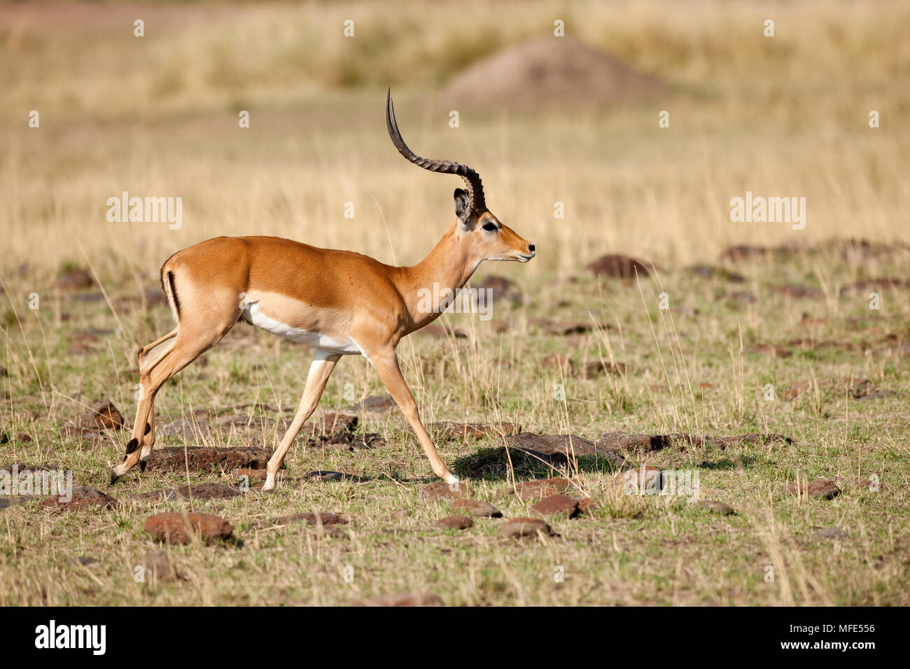 Voce maschile impala in esecuzione; Aepycetos melampus, il Masai Mara, Kenya. Foto Stock