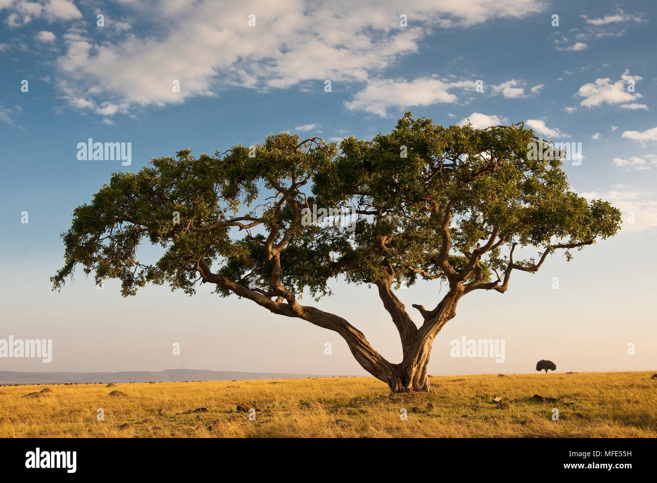 Un albero di ficus si diffonde nelle pianure del Masai Mara, Kenya. Foto Stock