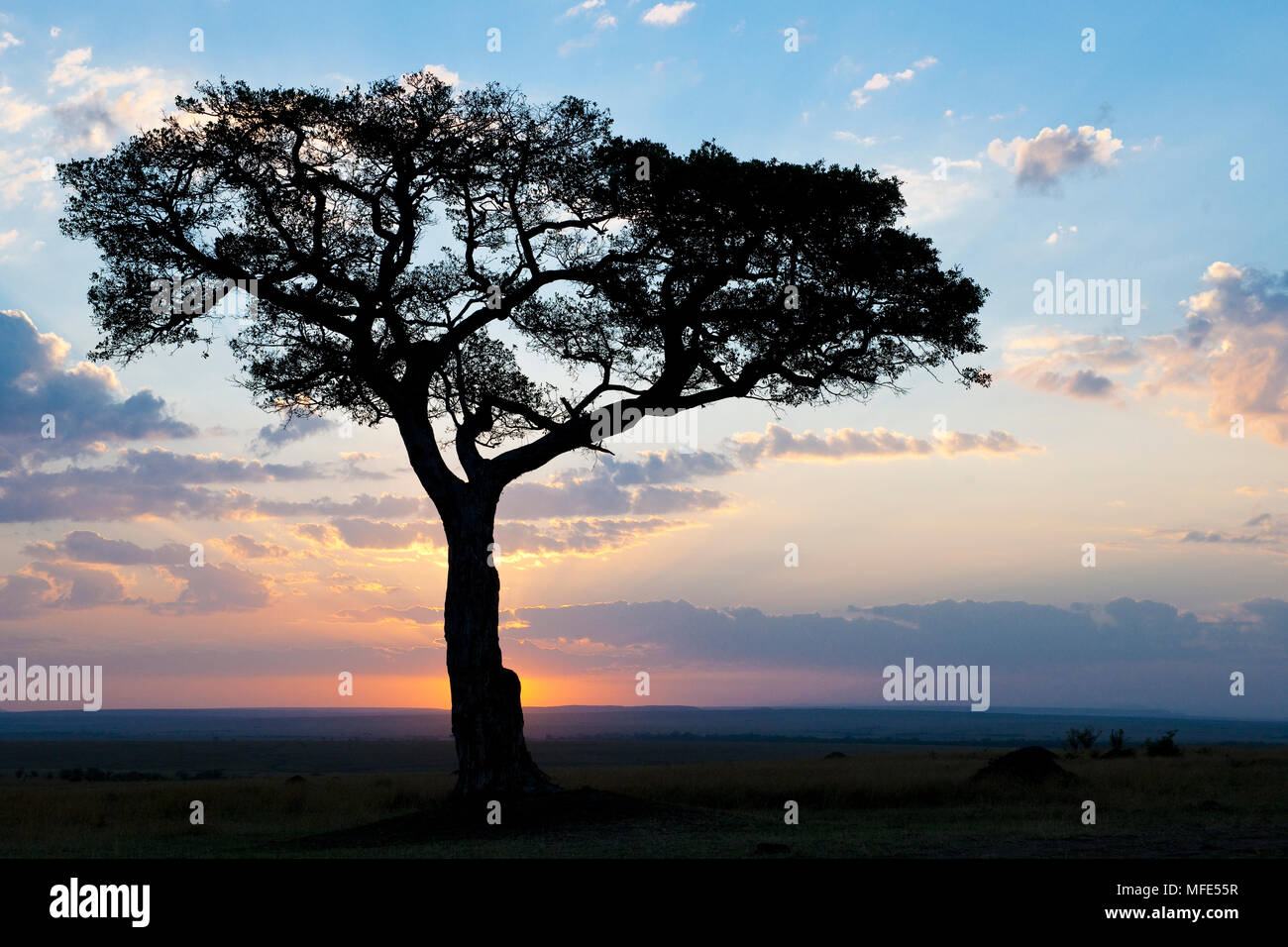 Un ficus albero si stagliano contro il sunrise in Kenya il Masai Mara. Foto Stock