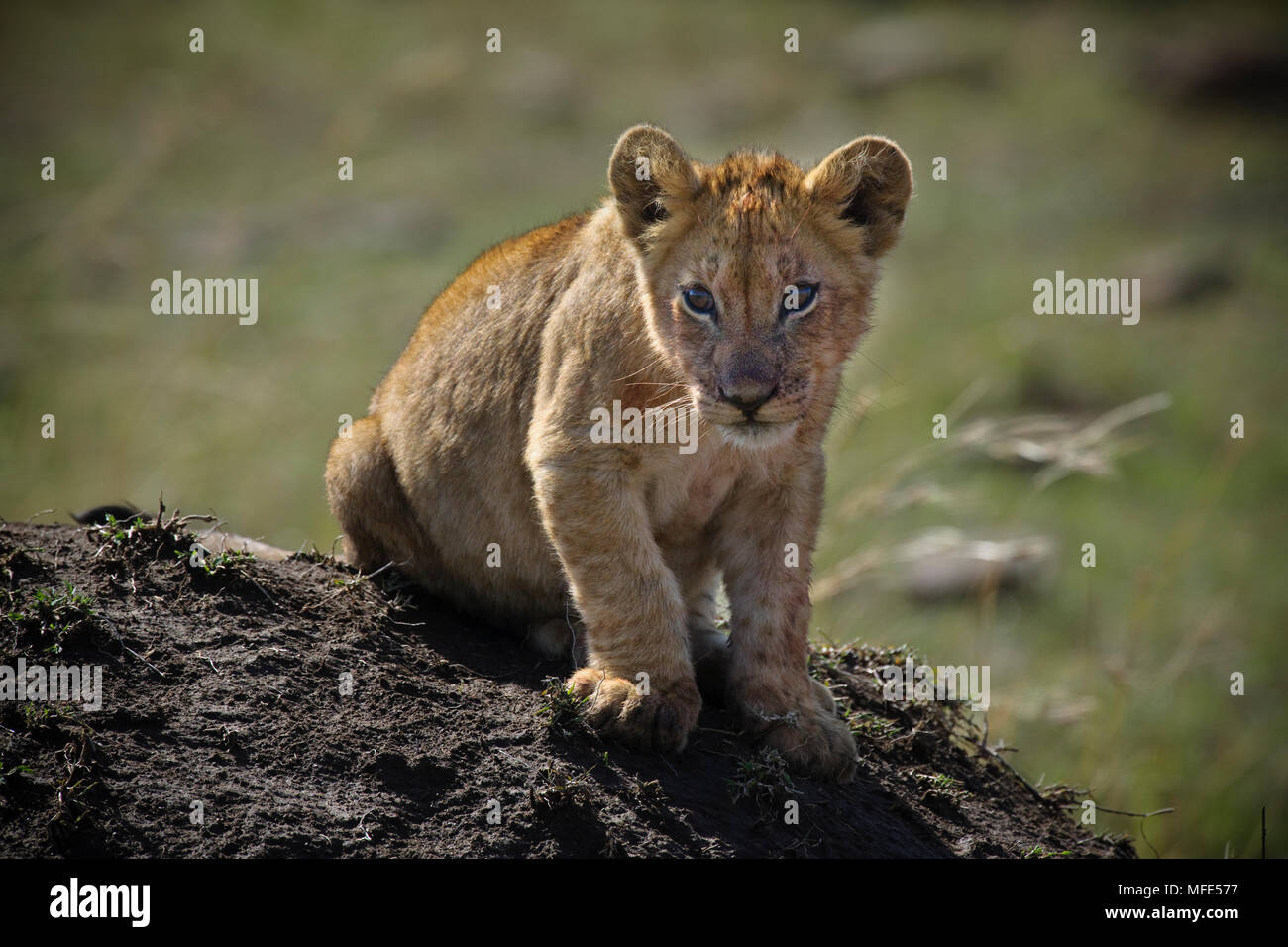 Un LION CUB guarda attentamente dalla cima di un vecchio termite mound; Panthera leo, il Masai Mara, Kenya. Foto Stock