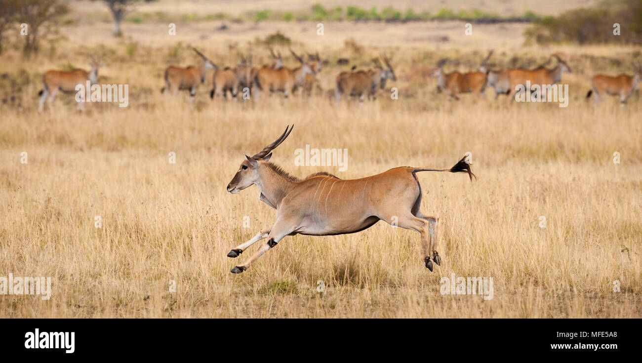 L eland è la più grande delle antilopi, e può facilmente passare un 8 piedi alto recinto; Taurotragus oryx, il Masai Mara, Kenya. Foto Stock