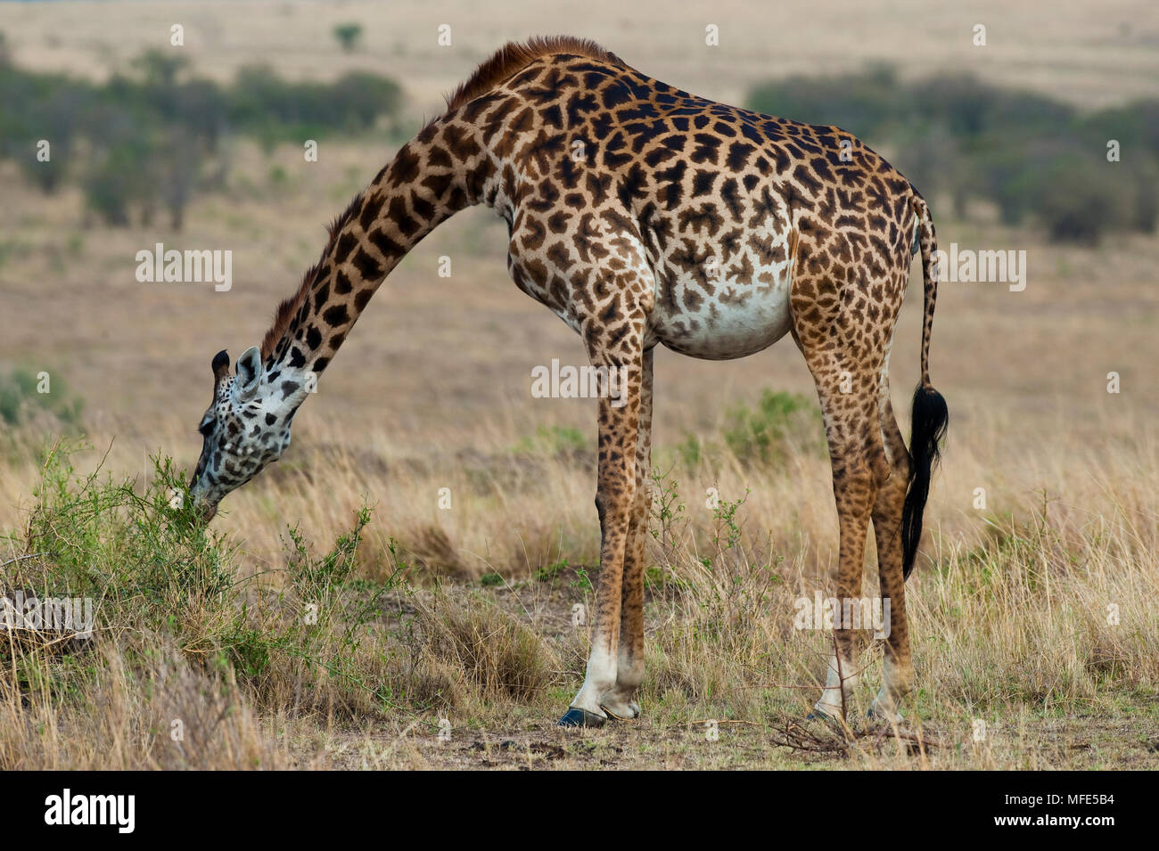 Giraffa comune; Giraffe camelopardais, il Masai Mara, Kenya. Foto Stock