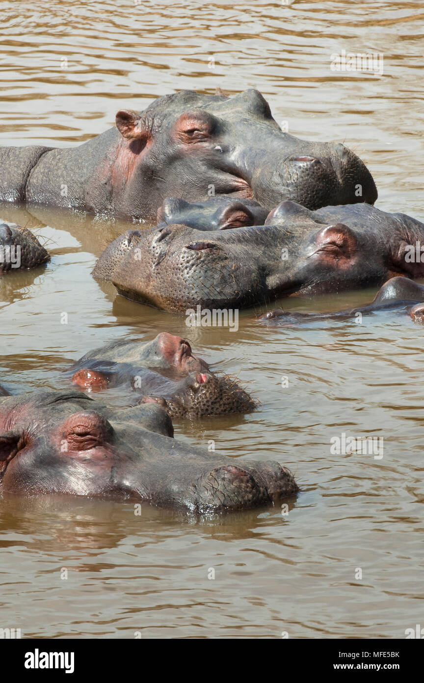 Un pod di ippopotamo resto nel fiume di Mara; Hippopotamus amphibius, il Masai Mara, Kenya. Foto Stock