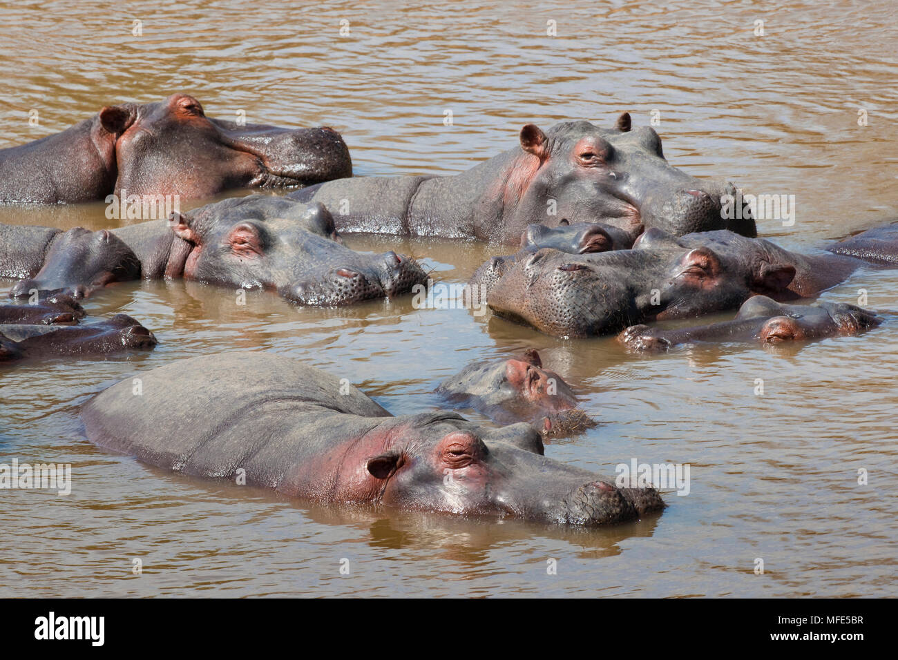 Un pod di ippopotamo resto nel fiume di Mara; Hippopotamus amphibius, il Masai Mara, Kenya. Foto Stock