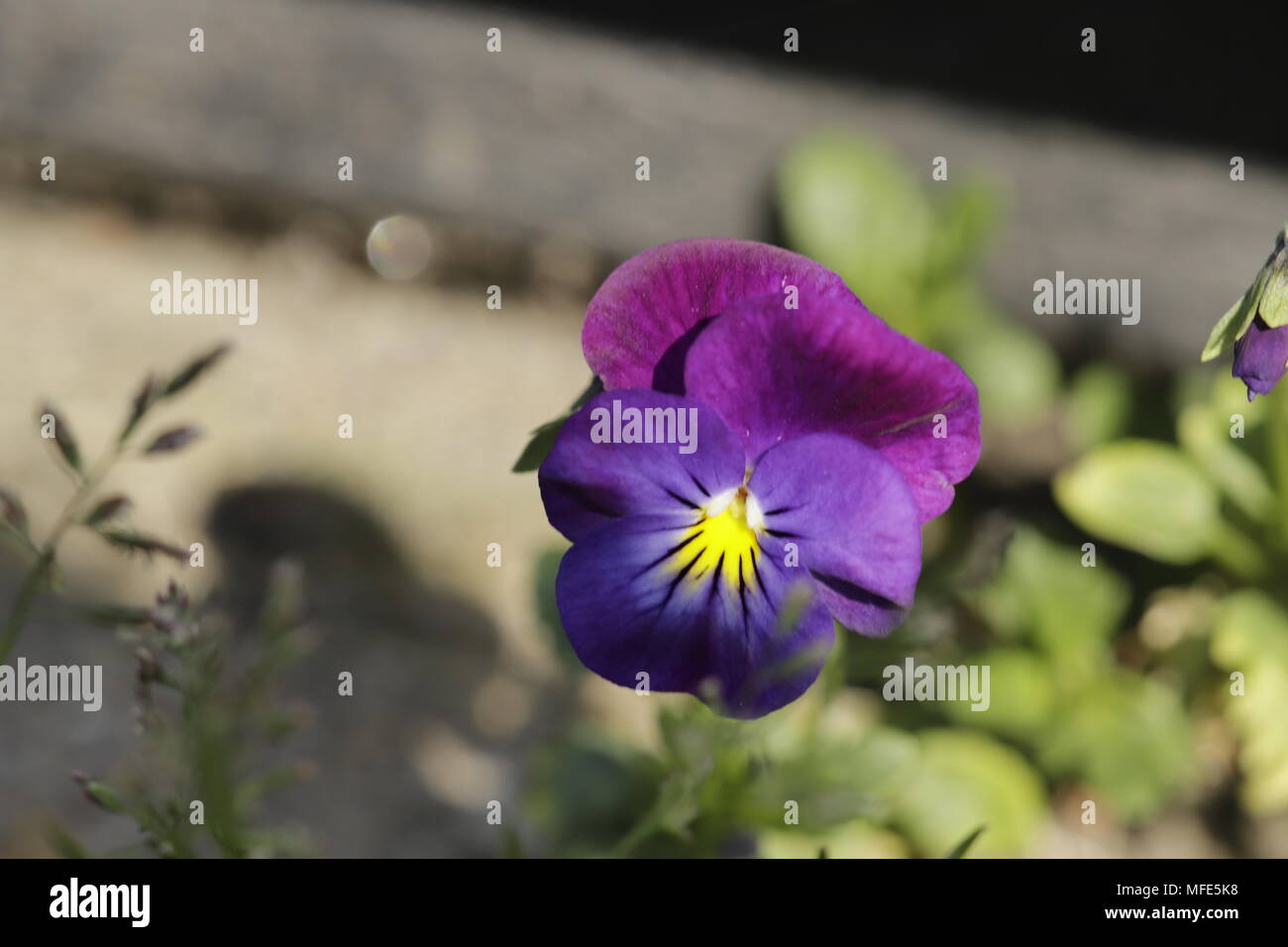 Viola tricolore piccoli fiori viola Foto Stock