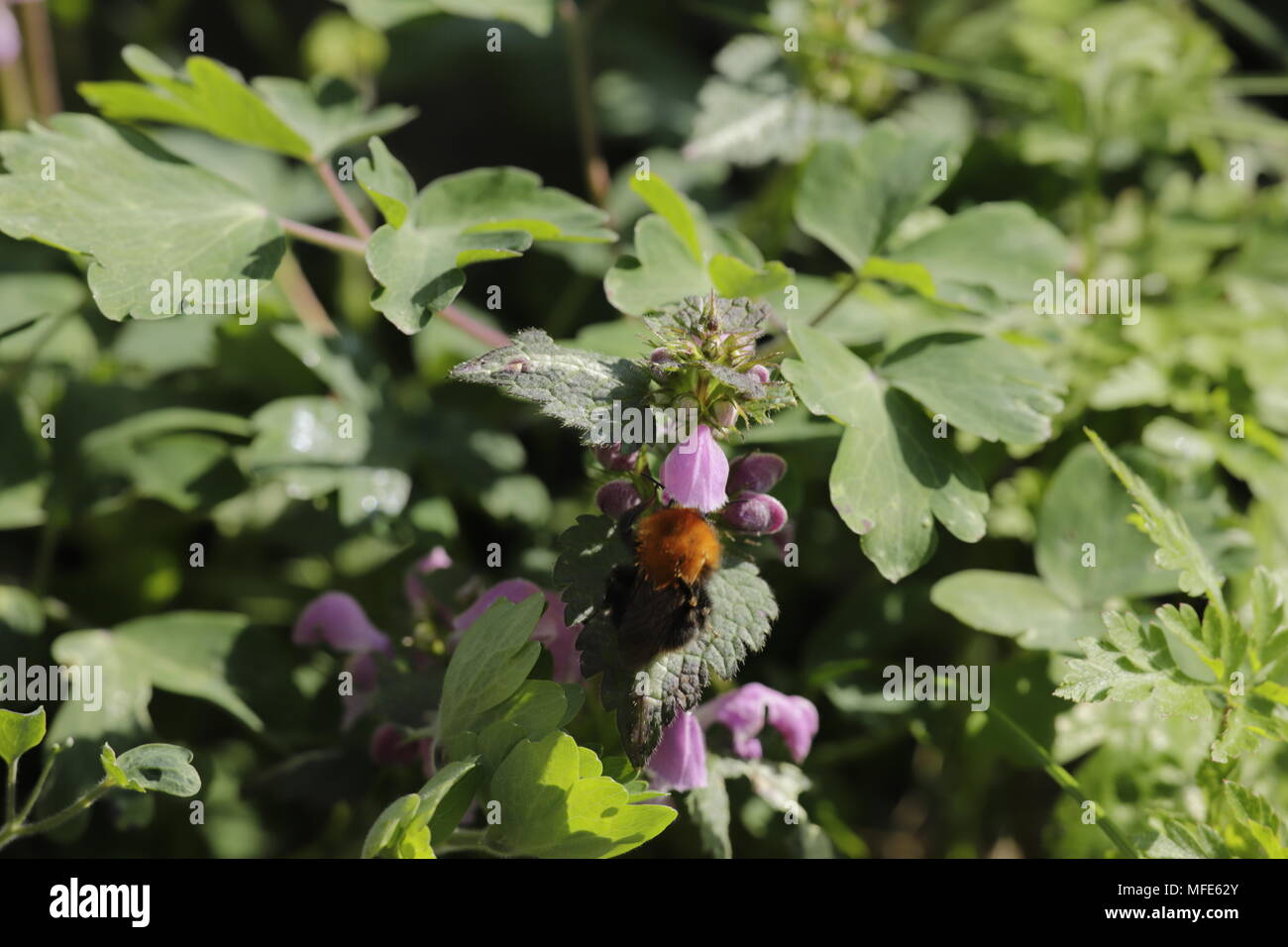 Lamium un ortica pianta con bellissimi fiori e molto attraente per le api Foto Stock
