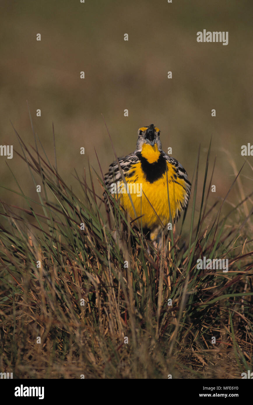 EASTERN MEADOWLARK Sturnella magna cantare Foto Stock