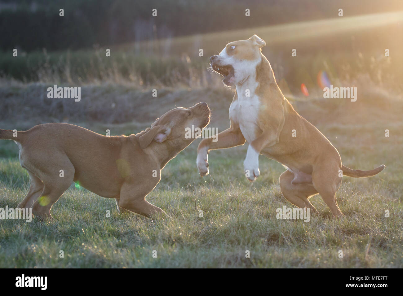 Cani che giocano su un prato al tramonto (Bulldog tipo cane e Working Pit Bulldog) Foto Stock