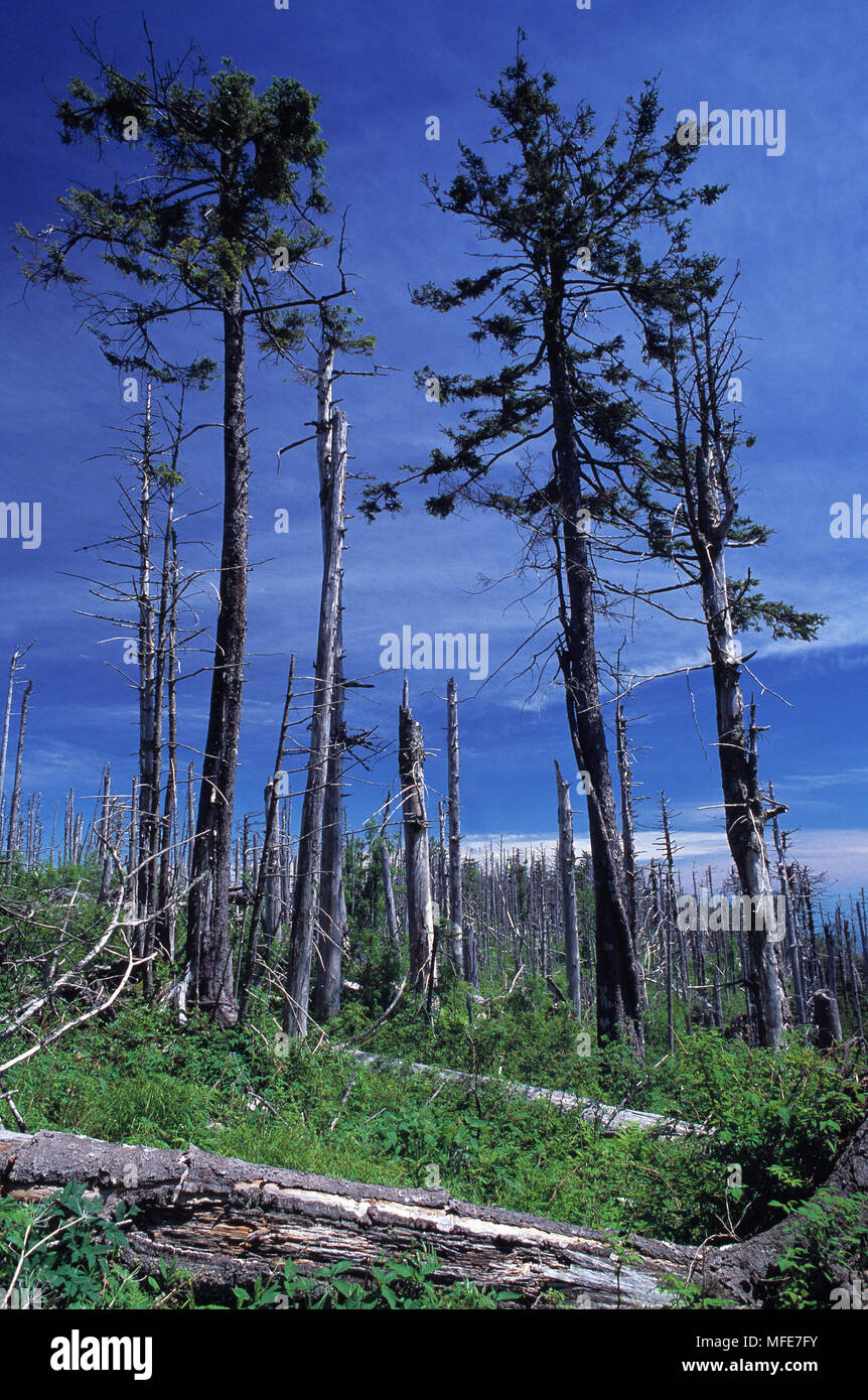 La PIOGGIA ACIDA DANNI A conifere Fraser & Fir Abete rosso mt Mitchell, North Carolina, STATI UNITI D'AMERICA Foto Stock