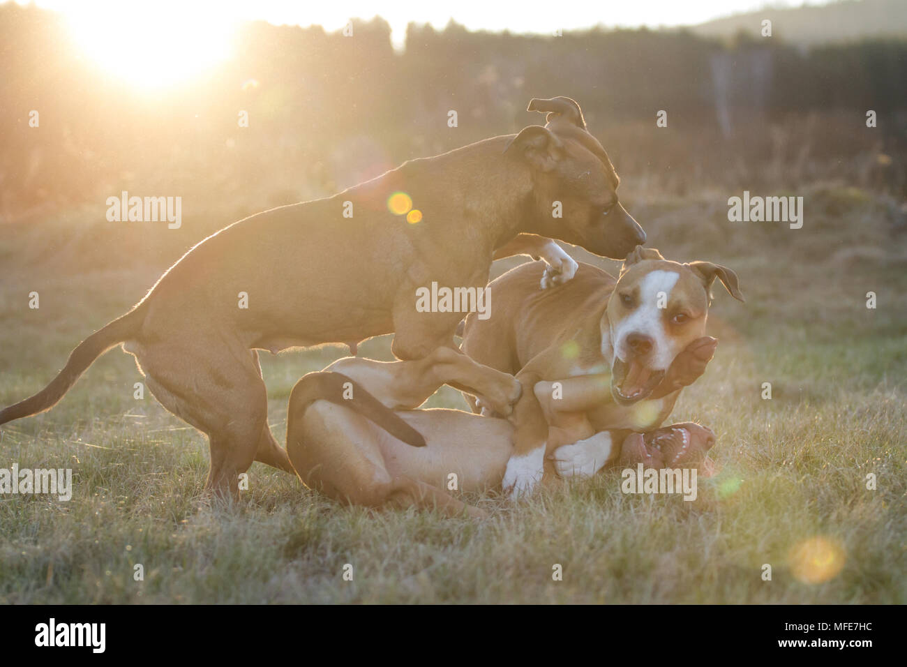 Cani che giocano su un prato al tramonto (Bulldog tipo cane e Working Pit Bulldog) Foto Stock