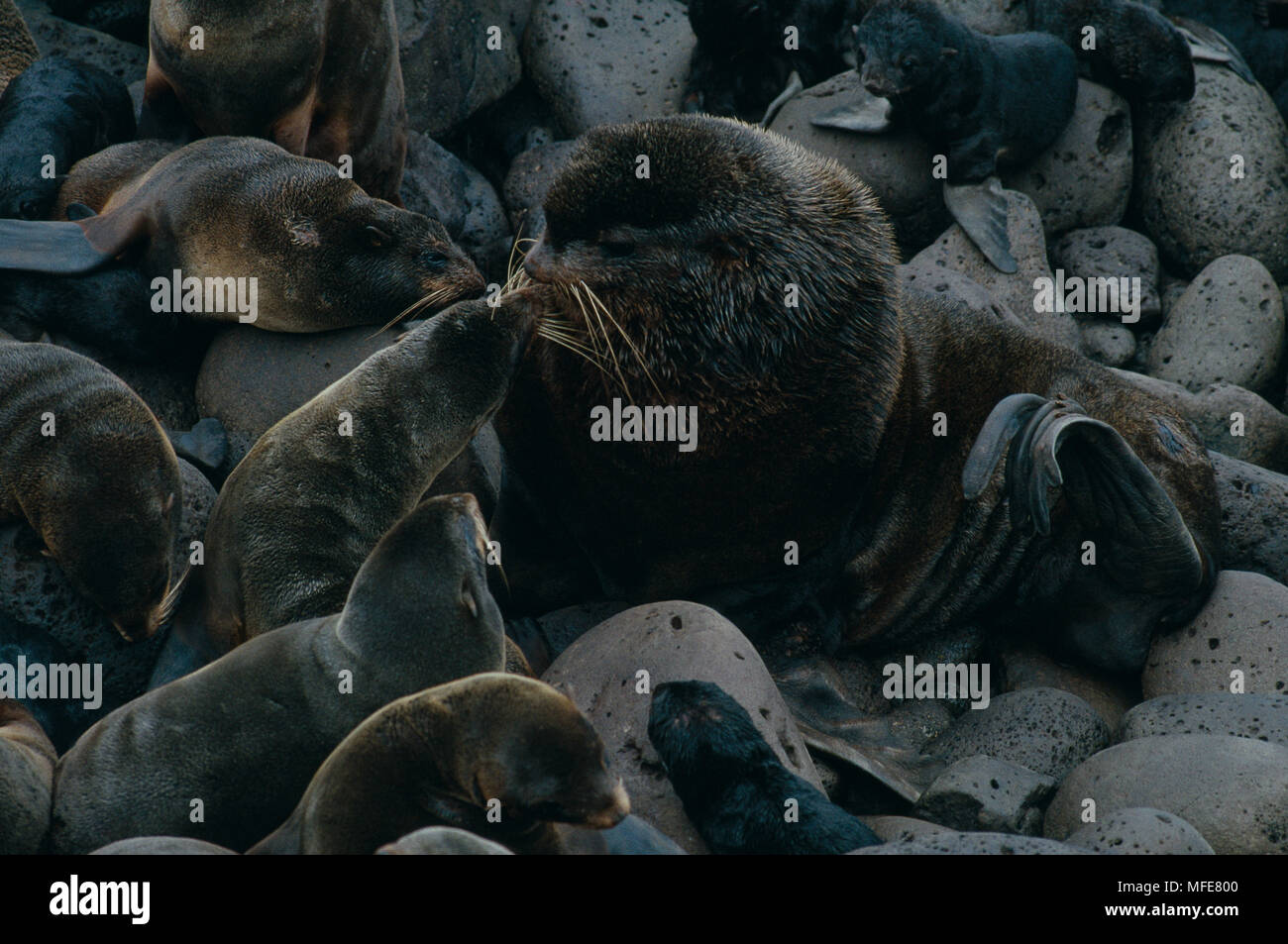 NORTHERN pelliccia sigillo Callorhinus ursinus bull con harem e cuccioli, Isole Pribilof, Alaska, STATI UNITI D'AMERICA Foto Stock