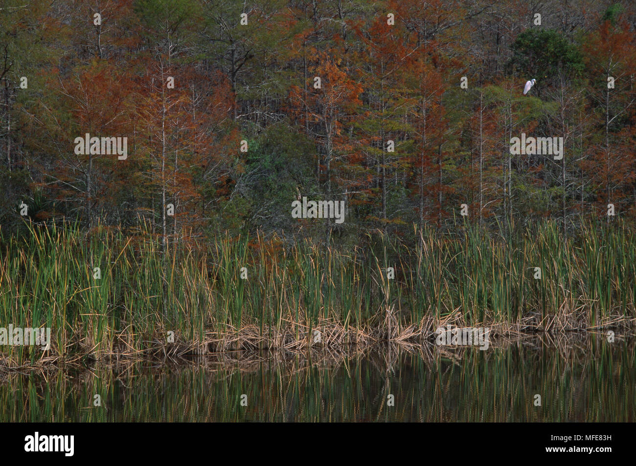 CYPRESS palude con cipressi, Cattails & Airone bianco maggiore nella struttura ad albero Big Cypress National Park, Florida, Stati Uniti d'America Foto Stock