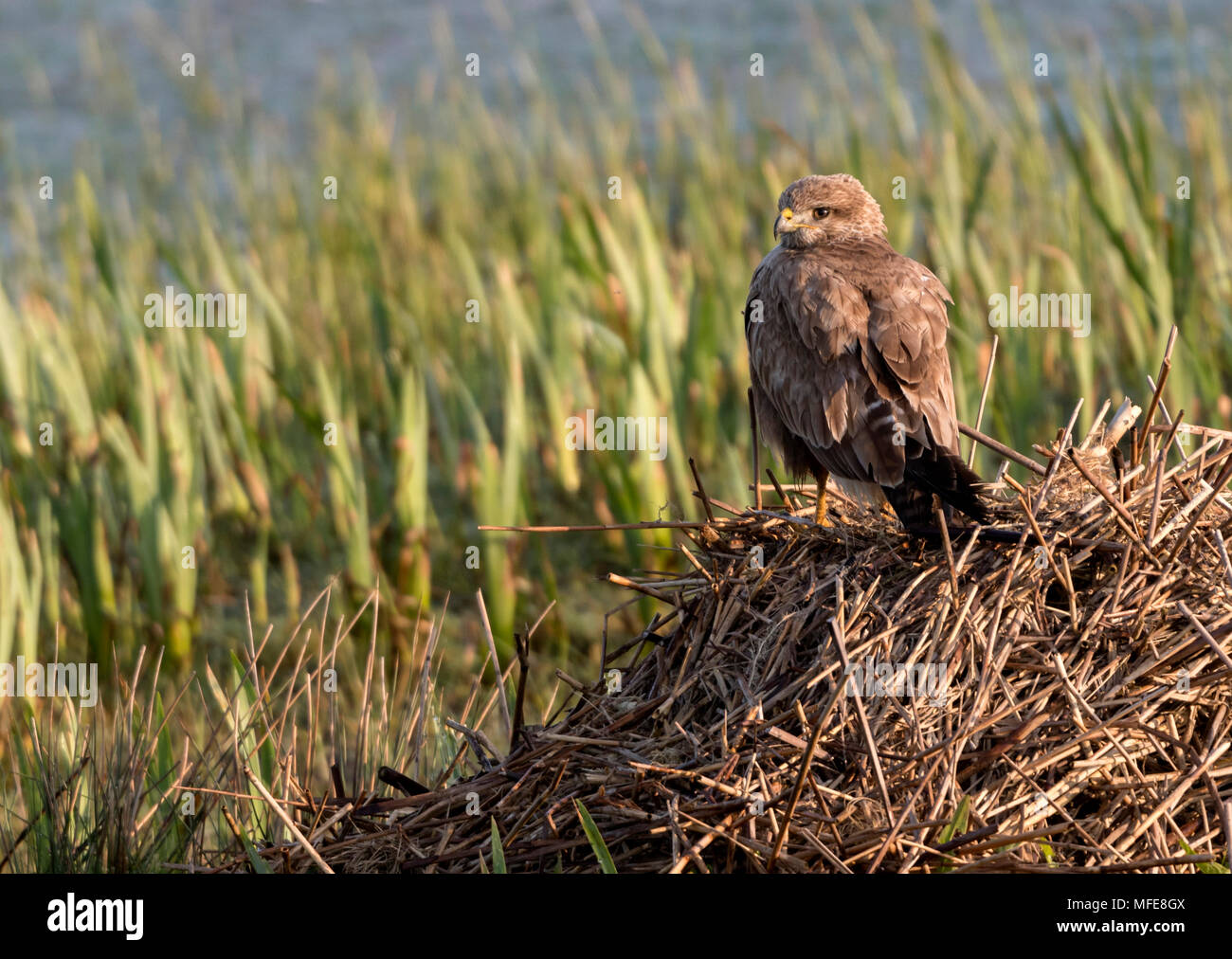 La poiana sulla parte superiore del palo reed ammollo fino la mattina di sole a Marazion Marsh Foto Stock