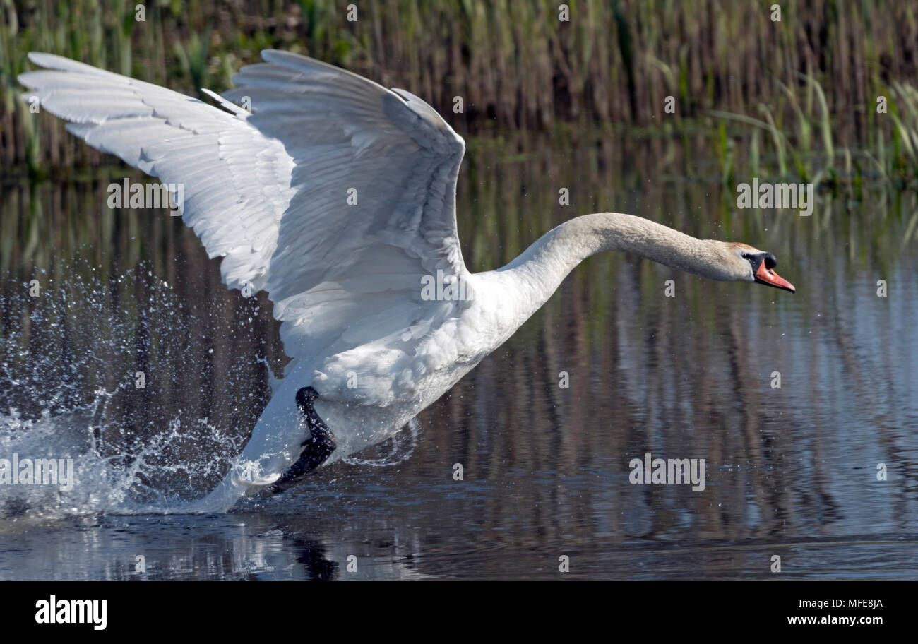 Cigno oneri per difendere il territorio su Marazion Marsh, Cornwall Regno Unito Foto Stock