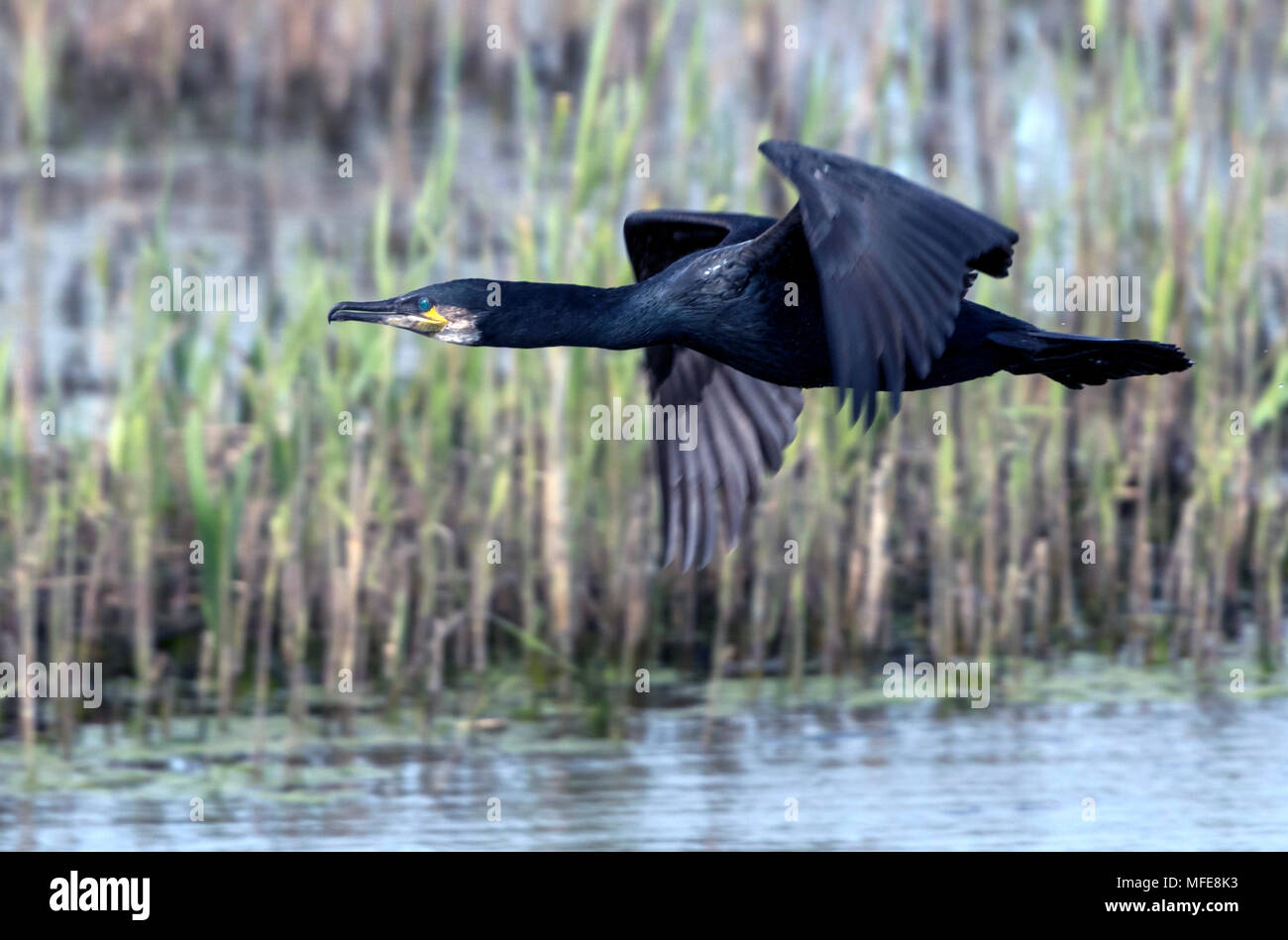 Cormorano in volo su Marazion Marsh Foto Stock