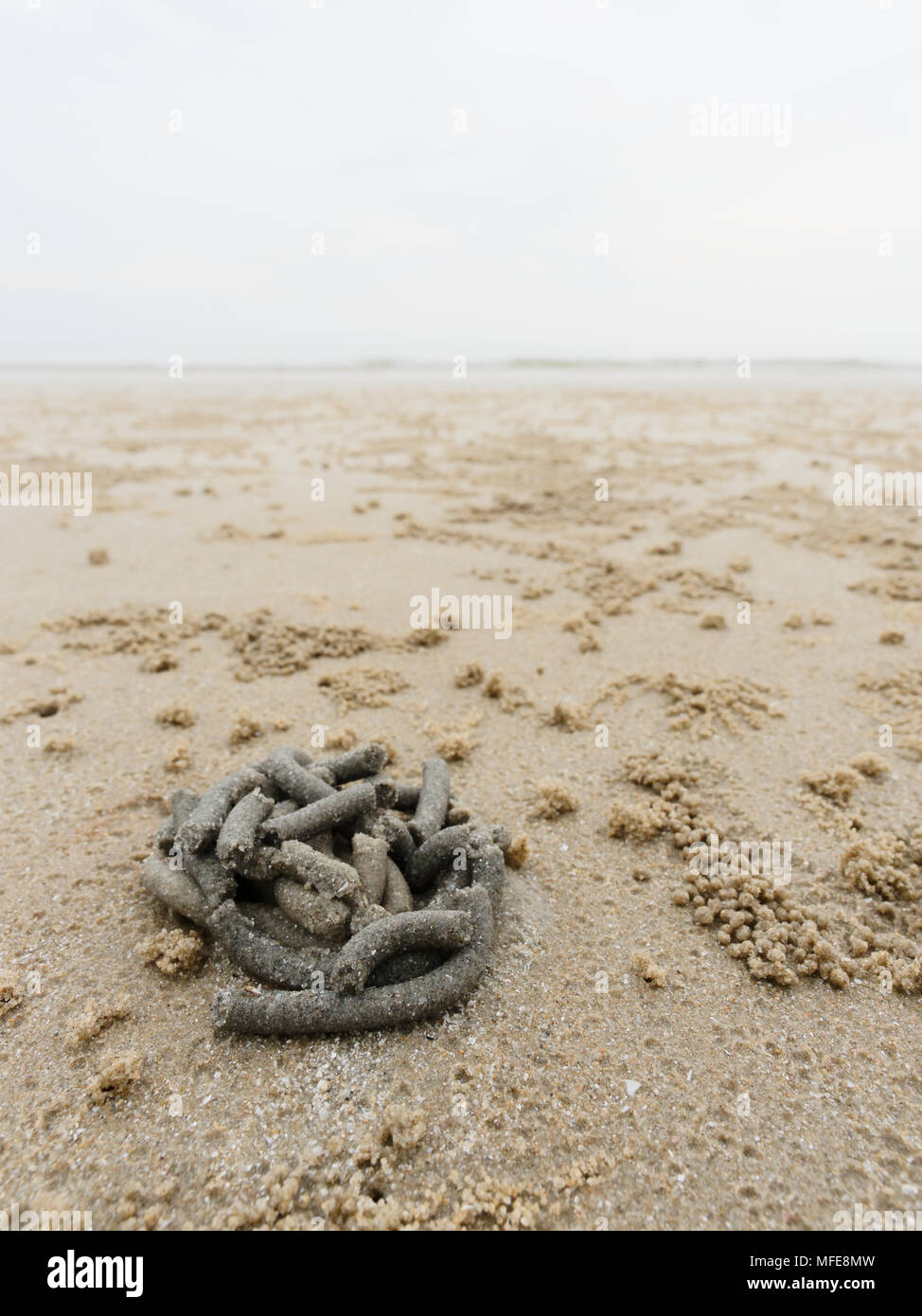 Forma astratta di un vortice di sabbia e fango sulla spiaggia espressi da aletta o vermi di sabbia con sfere di sedimenti o pellet realizzato da ghost o granchio di sabbia come il cibo è stato digerito con il concetto di natura design e arte Foto Stock