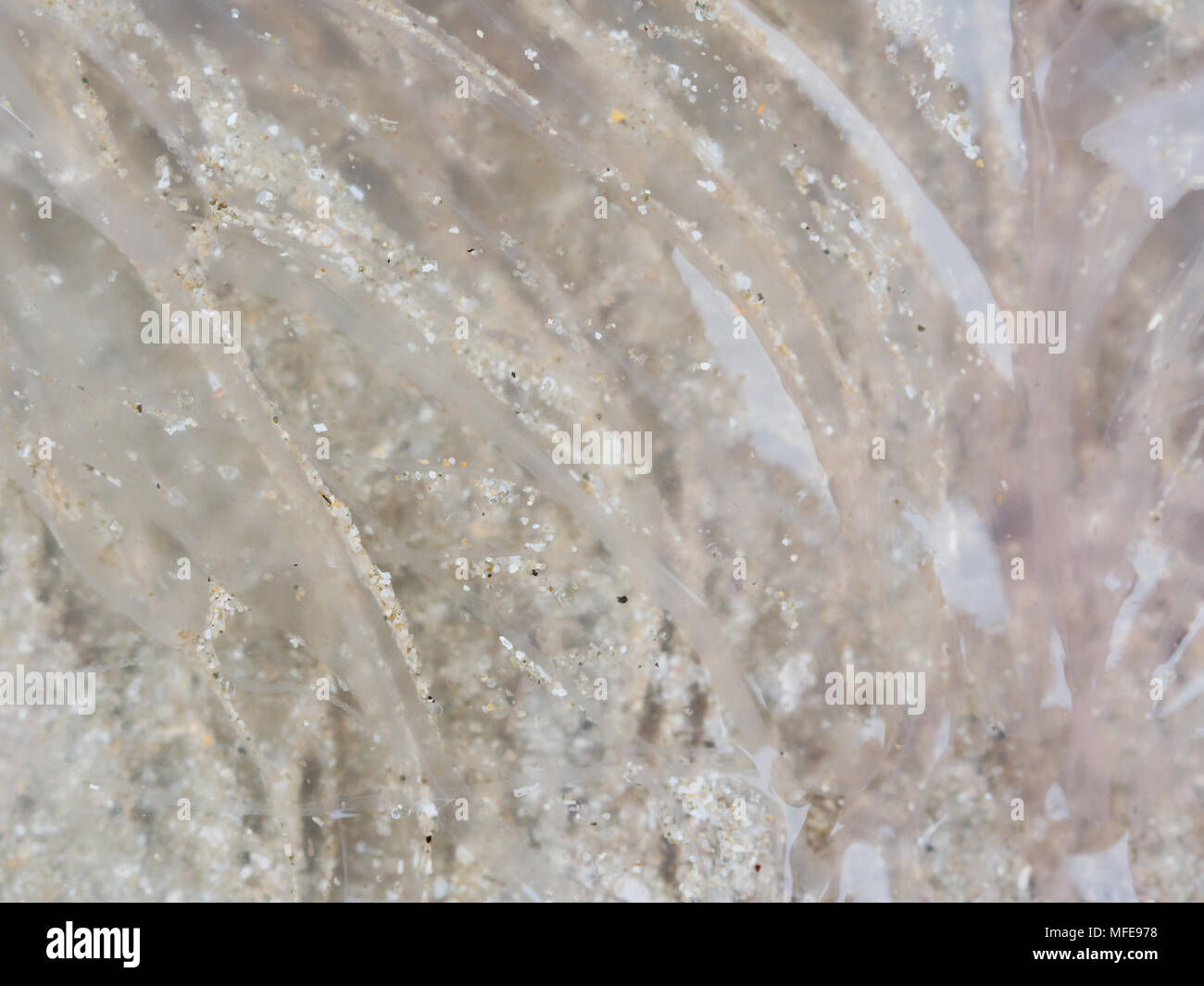 Texture organico in forma astratta e pattern di rosa meduse morto con la riflessione sulla sabbia della spiaggia, utilizzato come sfondo in natura o il tema del turismo Foto Stock