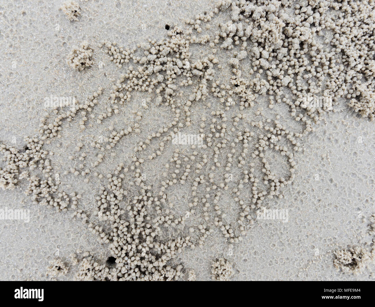 Burrow o foro con sfere di sedimenti o pellet realizzato da sabbia dove il cibo è stato digerito con ghost o granchio di sabbia naturale mostra una forma astratta e texture. Foto Stock