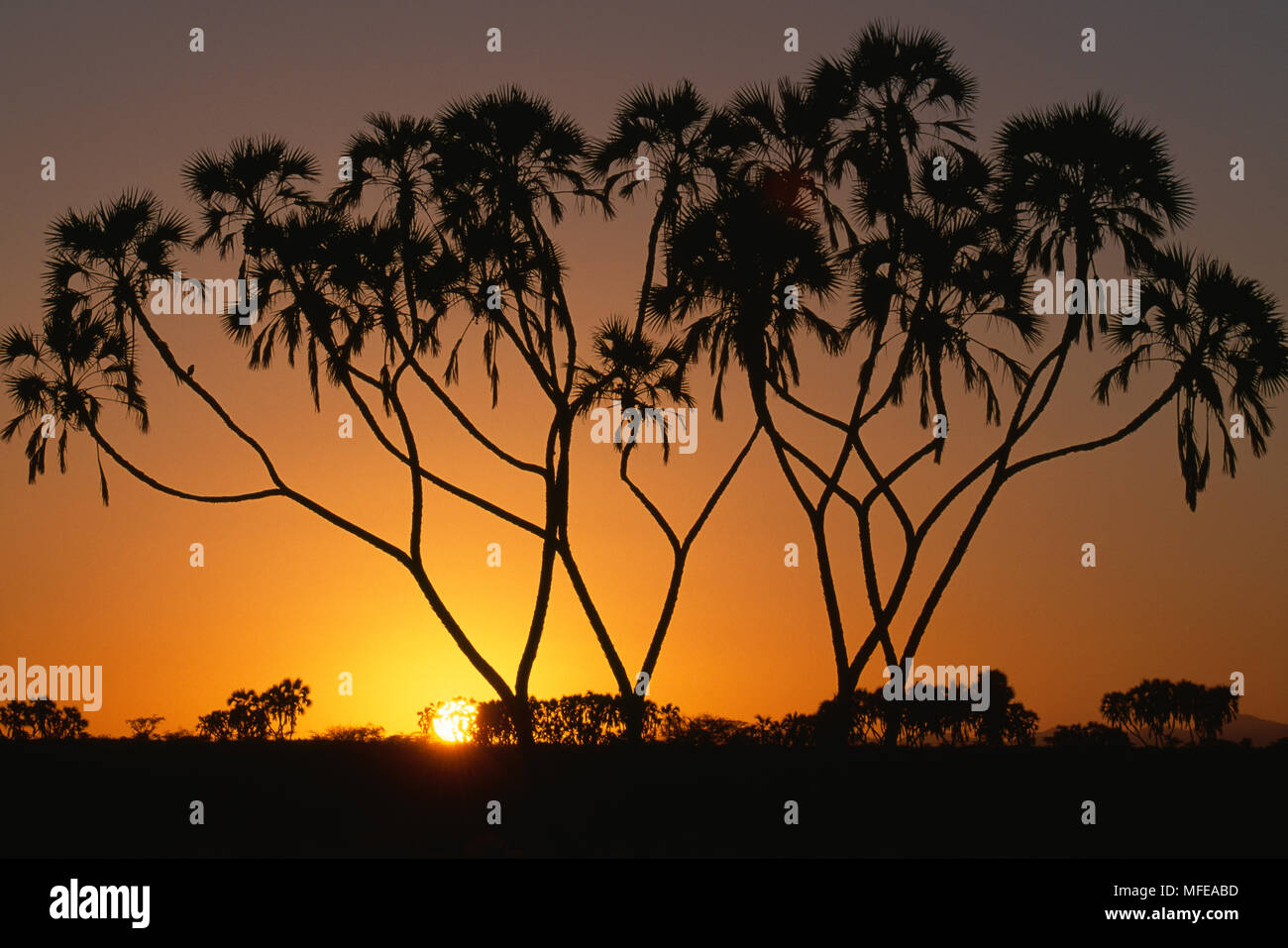 DOUM PALMS profilarsi all'alba Hyphaene thebaica Samburu National Park, Kenya, Africa orientale Foto Stock