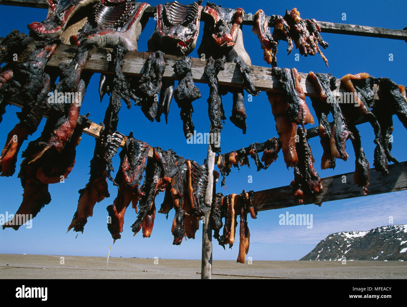 Pelli di tricheco essiccazione (animali giovani) Gambell Town, St Lawrence Isola del Mare di Bering, Alaska, Stati Uniti d'America Giugno Foto Stock