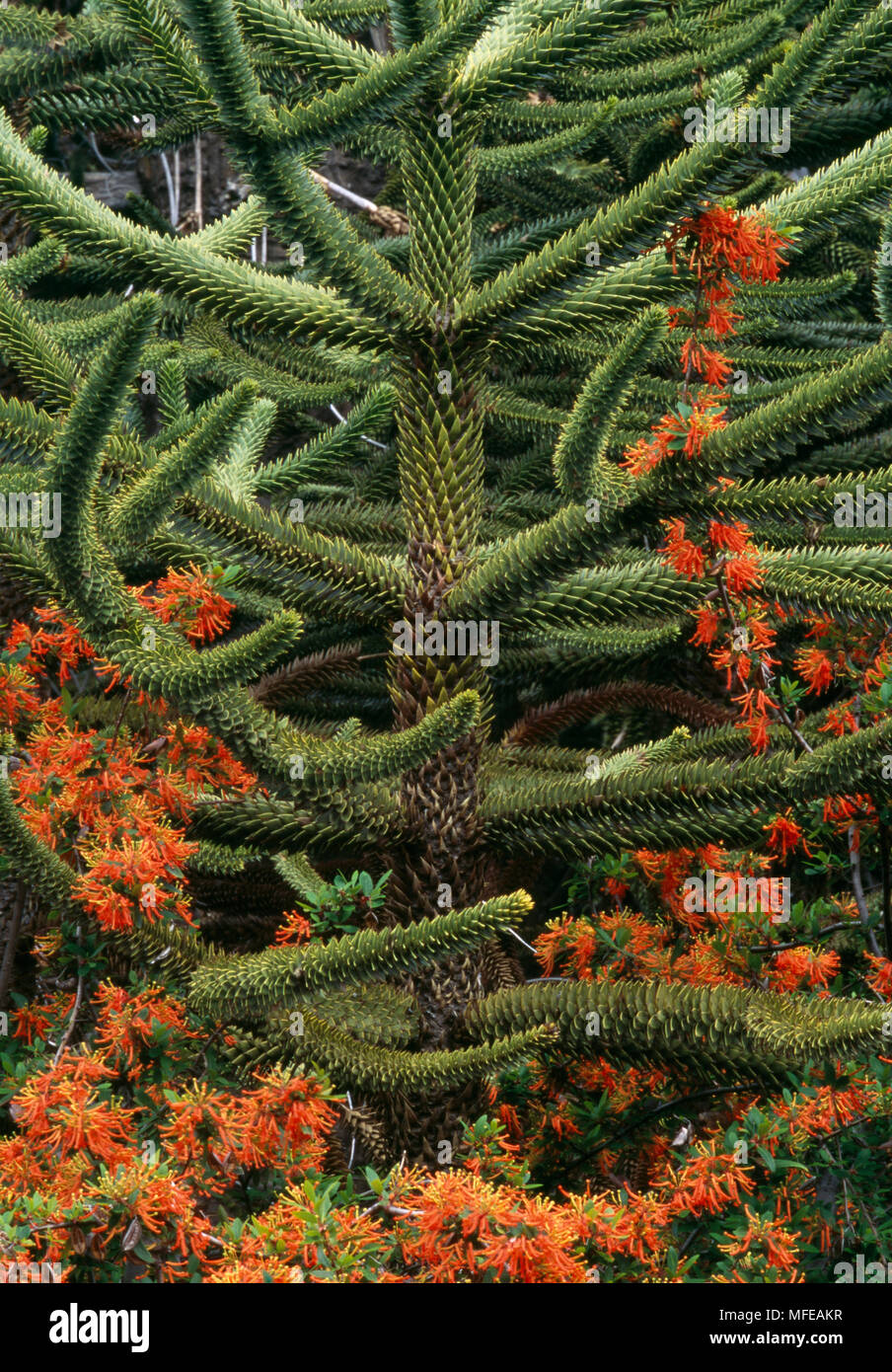 MONKEY PUZZLE TREE Araucaria araucana e Notros rosso fiori. Lanin National Park, Argentina. Foto Stock