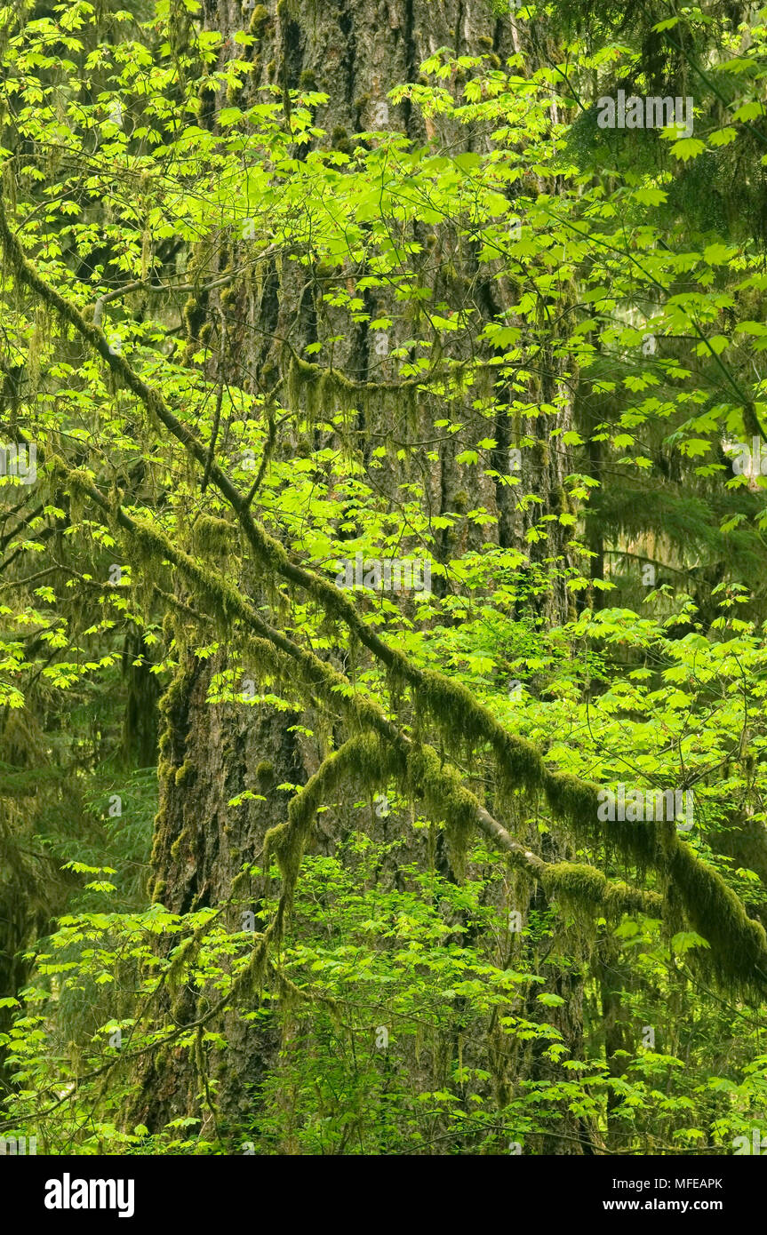 VINE MAPLE e vecchia la crescita di abete Douglas Acer circinatum foreste pluviali temperate, Hoh River Valley il parco nazionale di Olympic, Washington, Stati Uniti d'America Foto Stock