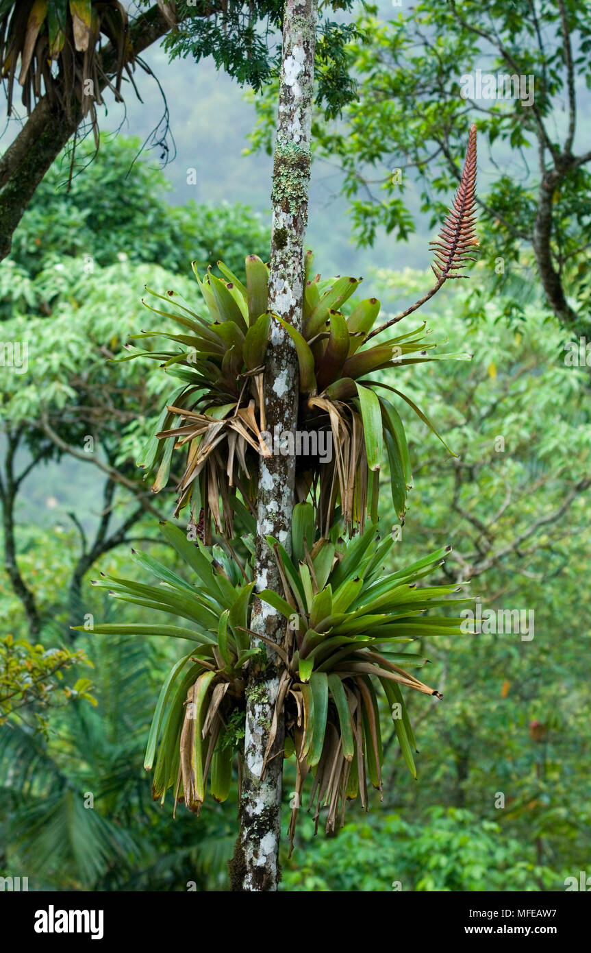 Bromeliacee crescono nelle foreste montane Itatiaia Parco Nazionale della Foresta Atlantica gamma Mantiqueira, Stato di Rio, SE IL BRASILE Foto Stock