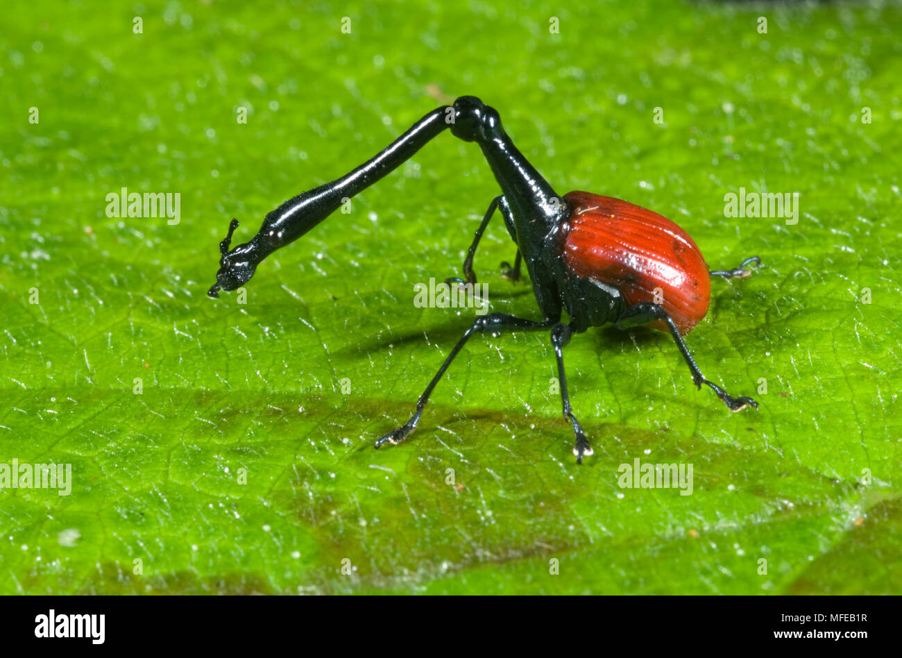 La giraffa il collo curculione Trachelophorus giraffa Andasibe-Mantadia National Park, Perinet Riserva, Madagascar. Selvatica Foto Stock
