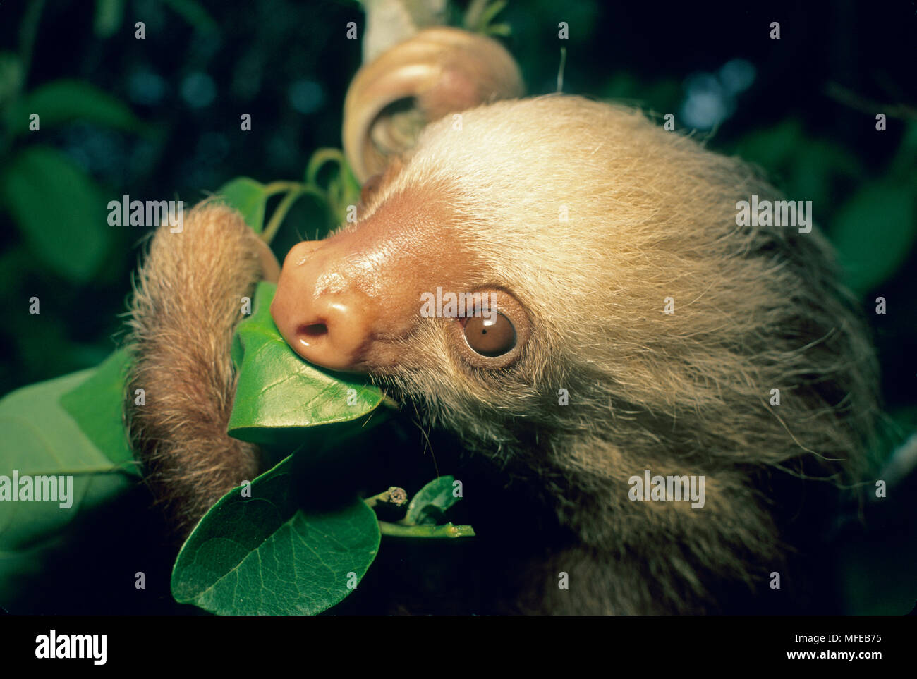 HOFFMAN a due dita bradipo Choloepus hoffmani alimentazione di Monte Verde, Costa Rica Foto Stock