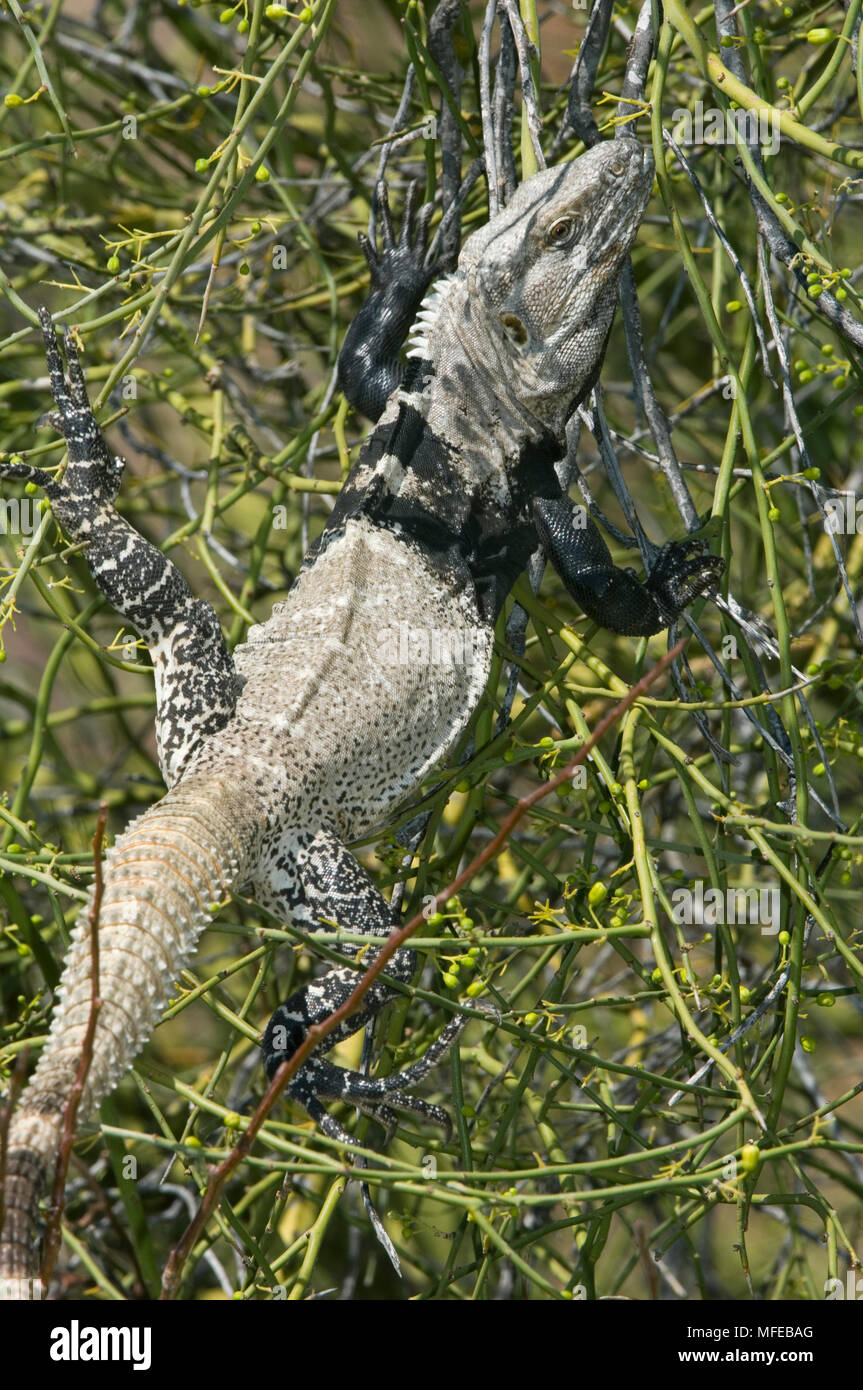 Spinosa-tailed IGUANA Ctenosaura hemilopha conspicuousa endemica sub-specie feed sul Palo Verde treeIsla San Esteban, Baja California, Mare di Cortes, Me Foto Stock