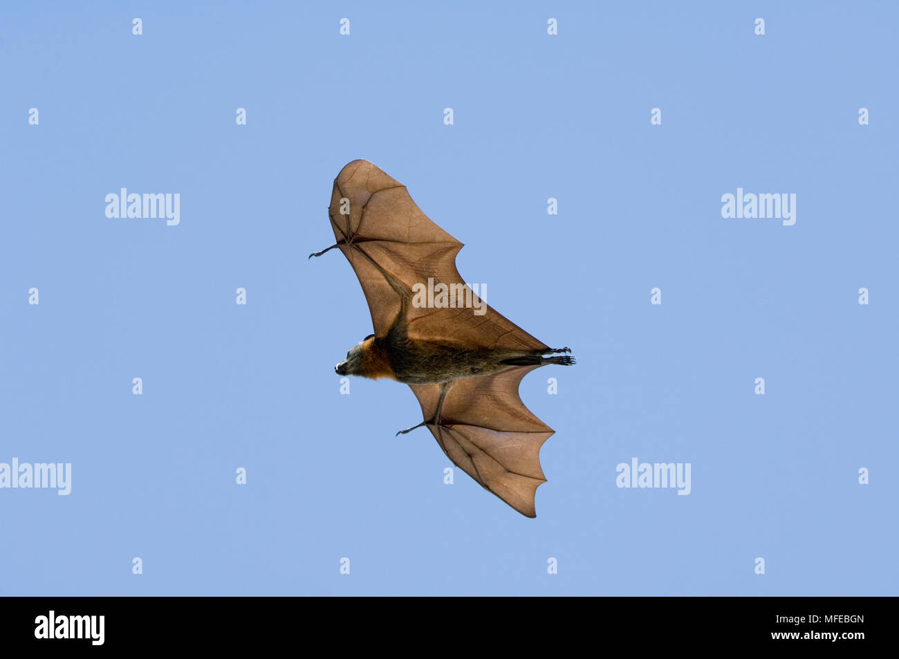 Testa Grigia flying fox BAT, Pteropus poliocephalus, Australia Foto Stock