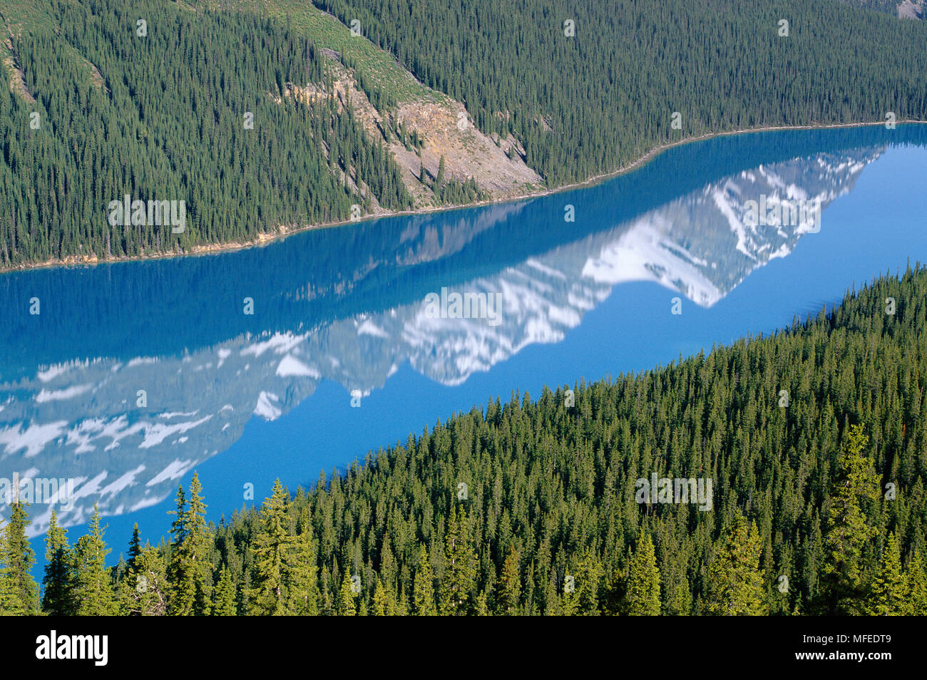Il Lago Peyto & riflessa Mistaya Mountain Valley, il Parco Nazionale di Banff, Alberta, South Western Canada Foto Stock