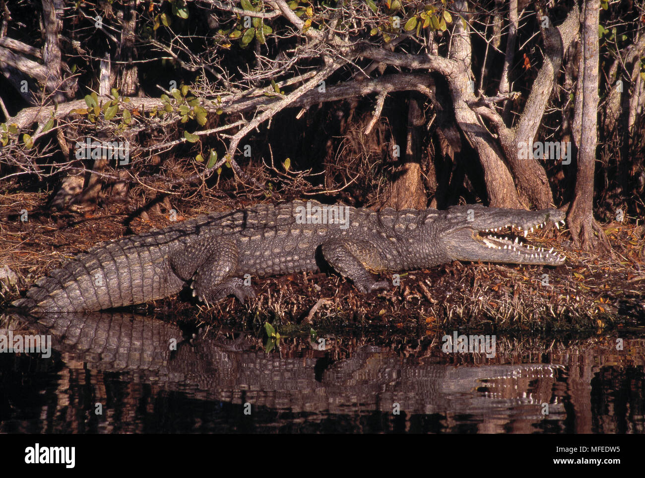 Coccodrillo americano Crocodylus acutus crogiolarsi nei pressi di mangrovie. Florida, Stati Uniti d'America Foto Stock