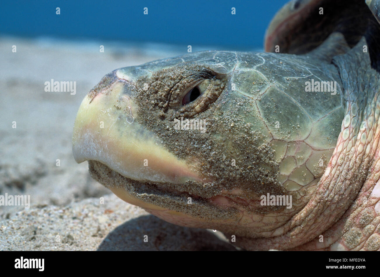 KEMP'S RIDLEY tartaruga testa dettaglio Lepidochelys kempii Golfo del Messico in pericolo critico Foto Stock