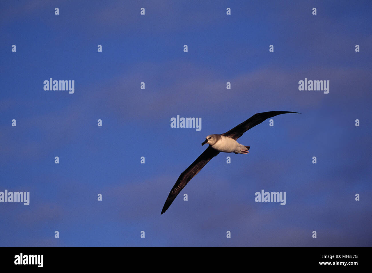 Canuti ALBATROSS Thalassarche chrysostoma in volo. Sub-antartiche della Foto Stock