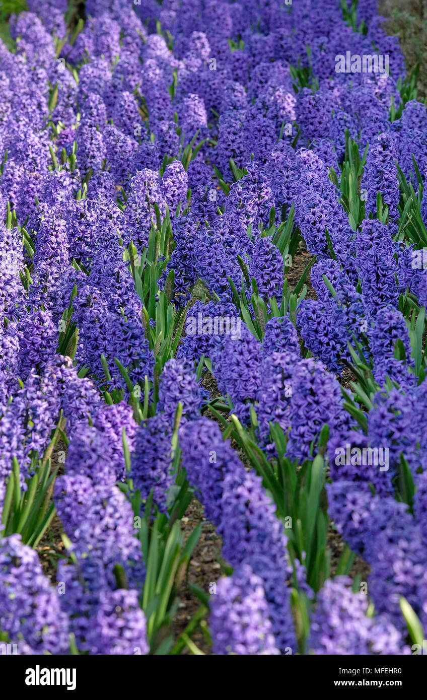 Giacinto fiori piantati in fiore border, Norfolk, Inghilterra Foto Stock